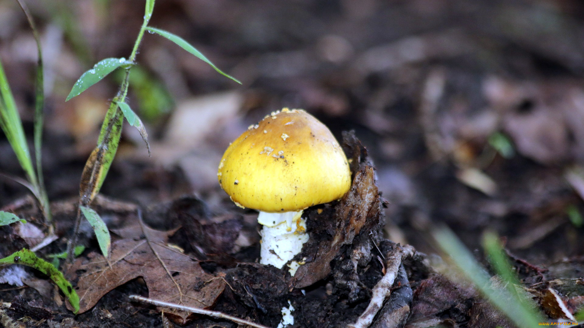природа, грибы, поганка