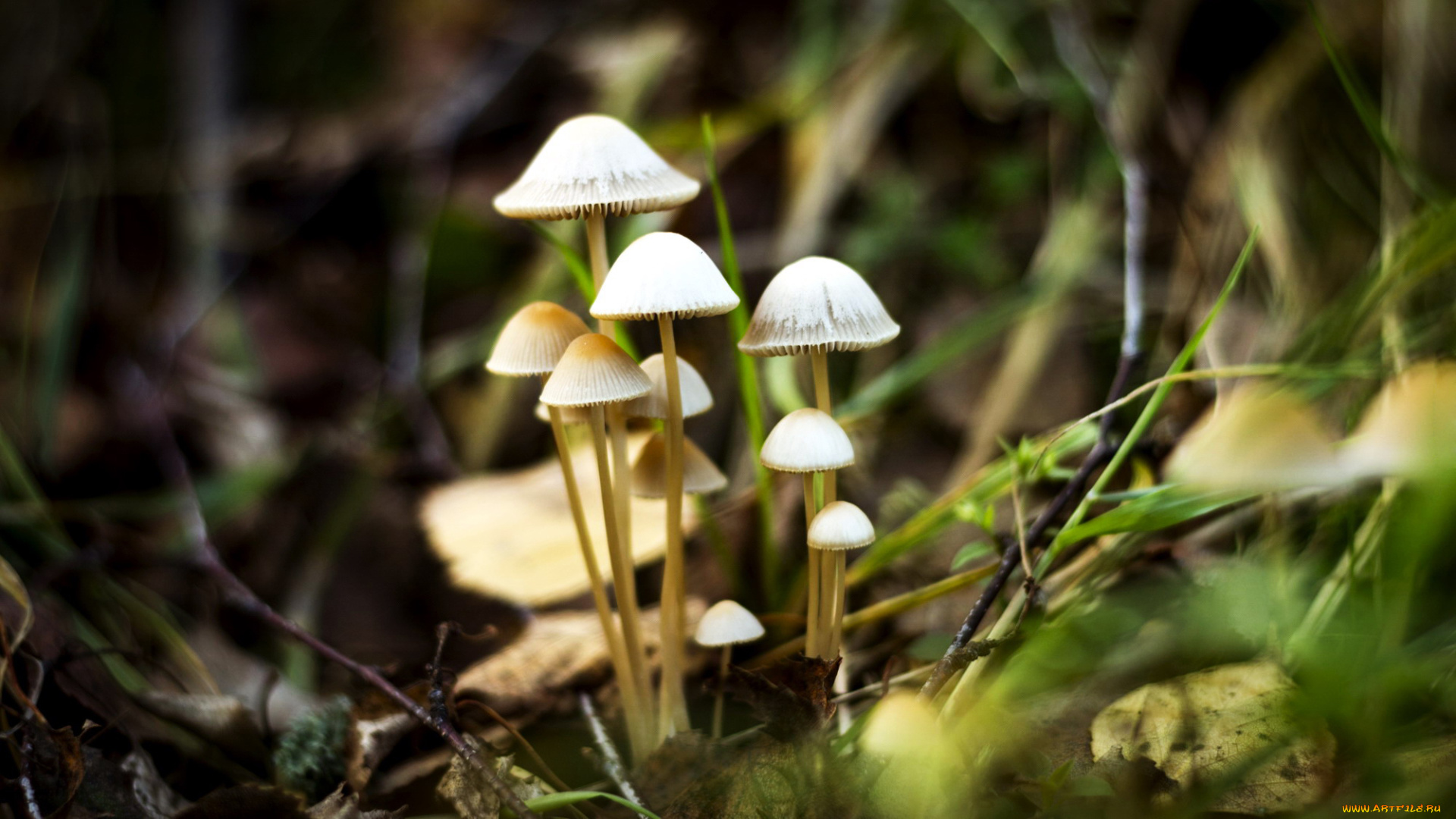 природа, грибы, семейка, грибная