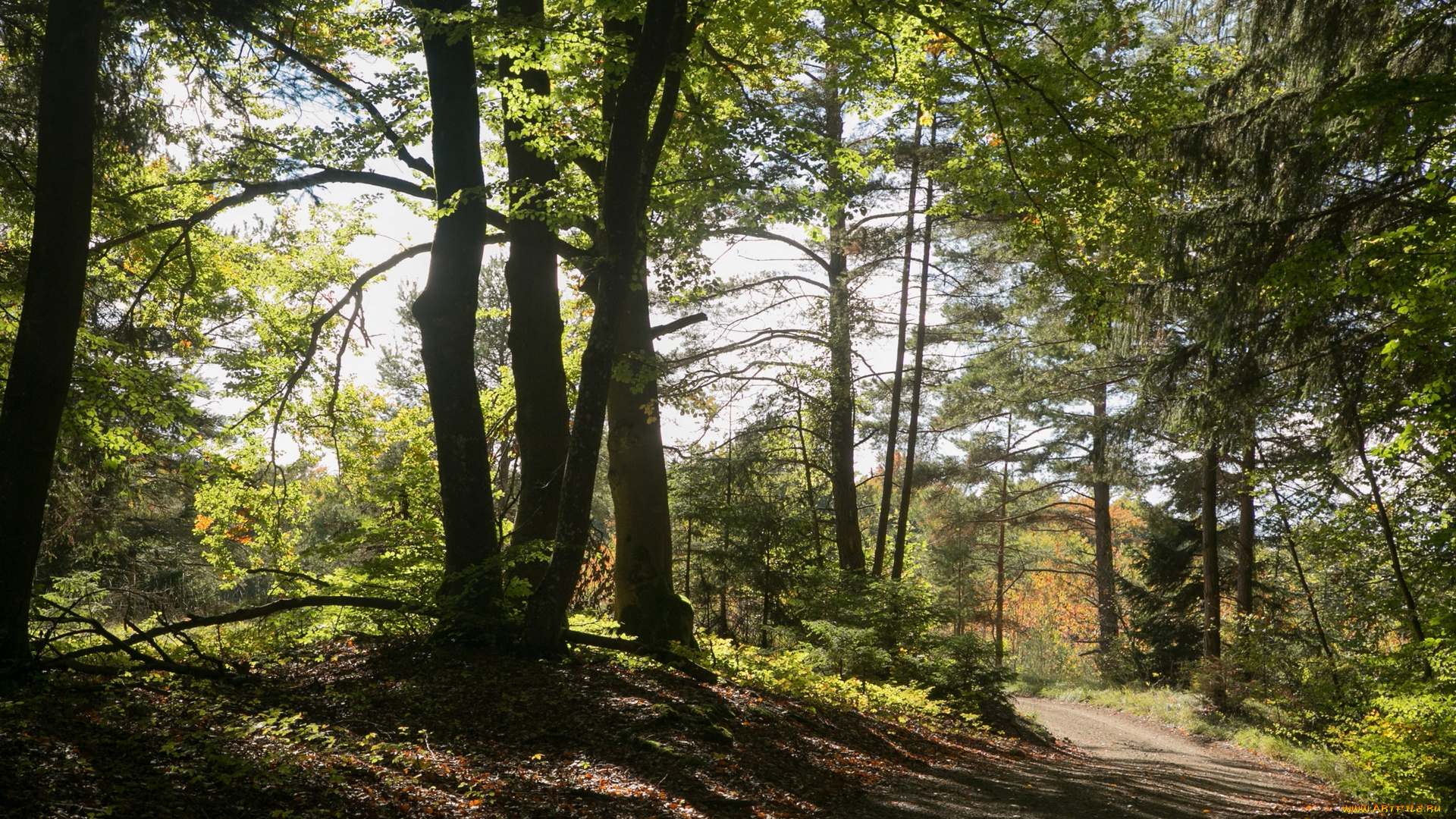 природа, лес, тропа, деревья