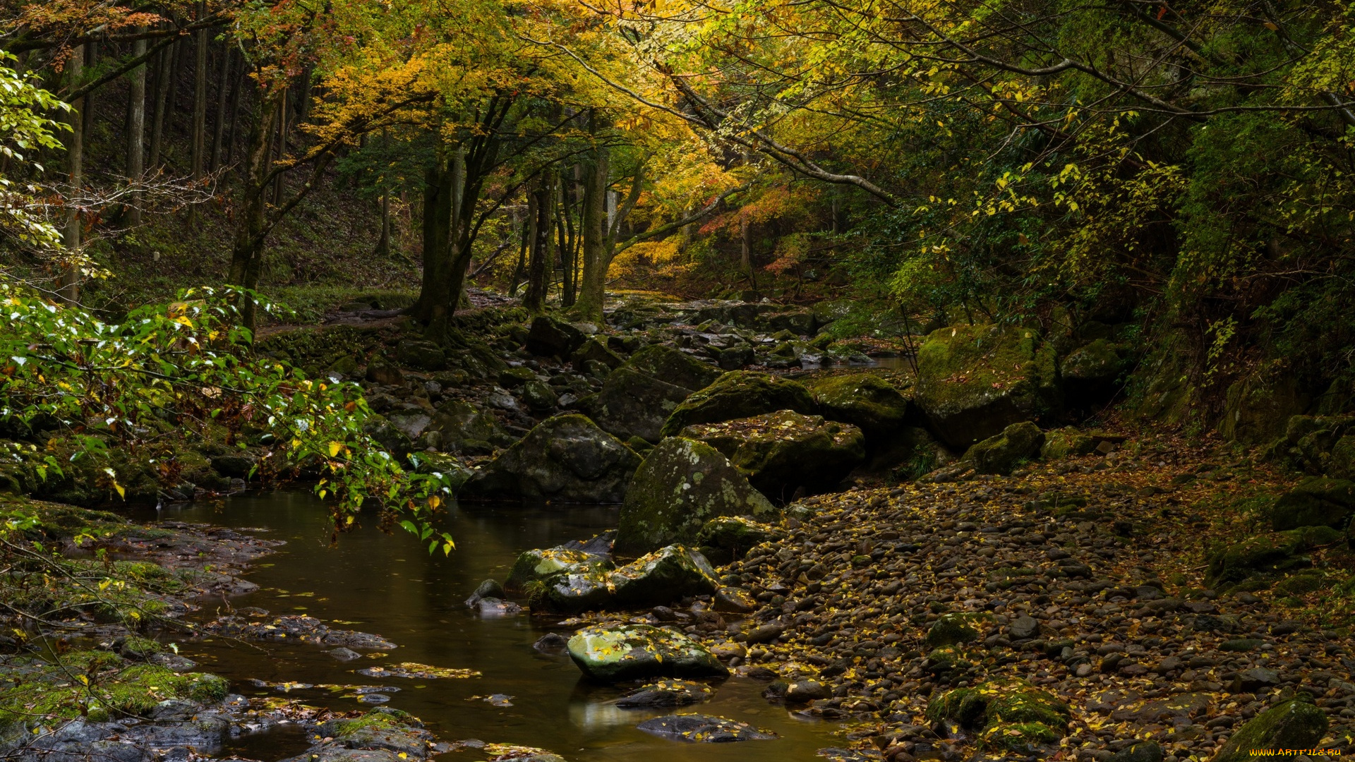 природа, лес, водоем, деревья, камни