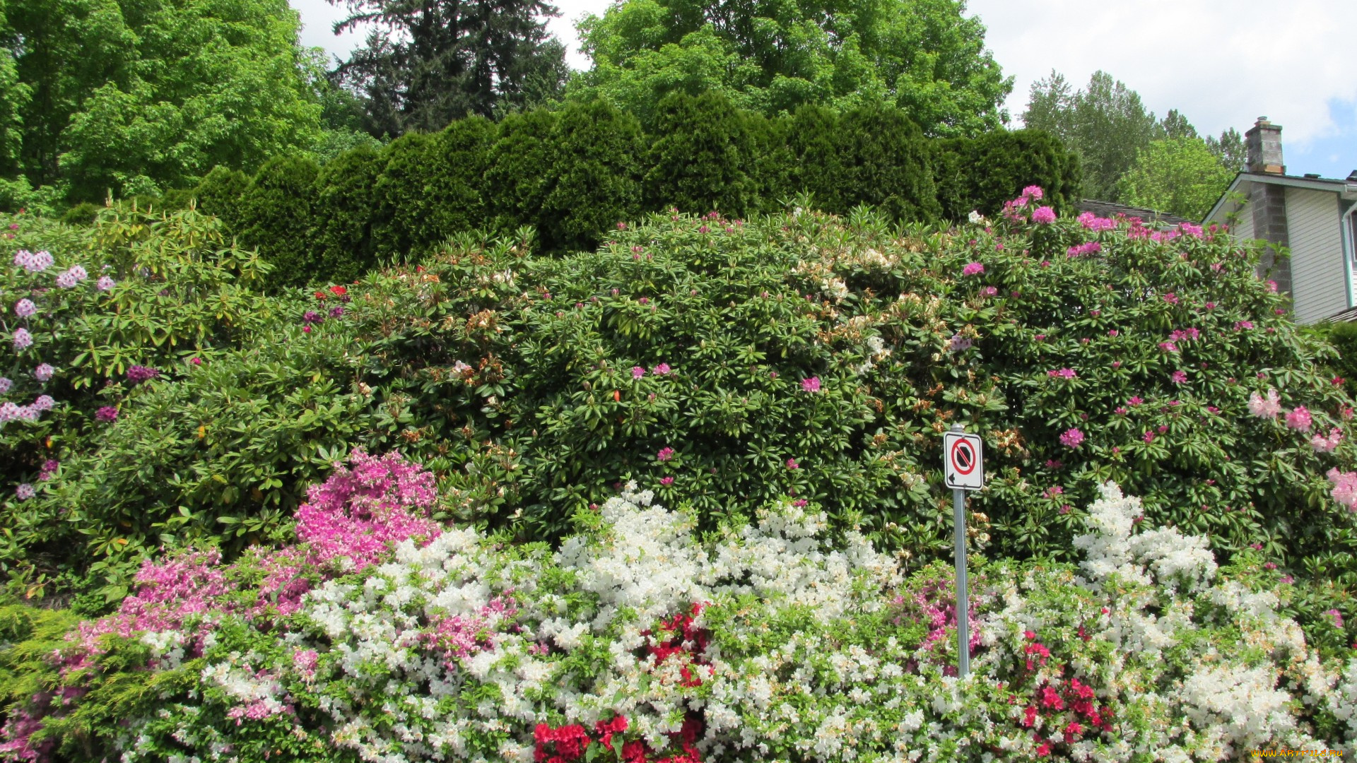 природа, парк, цветущие, кусты