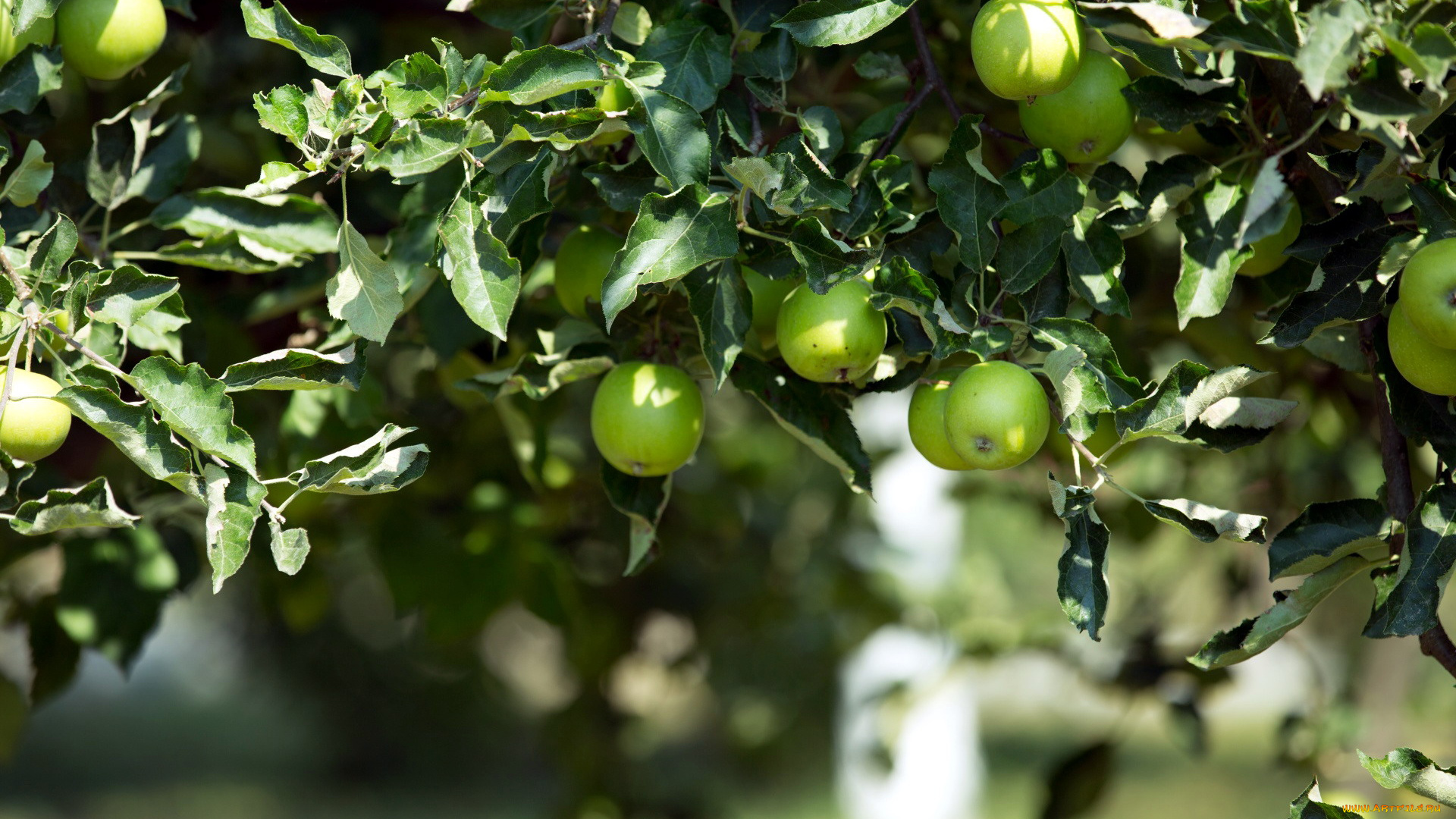 природа, плоды, яблоки