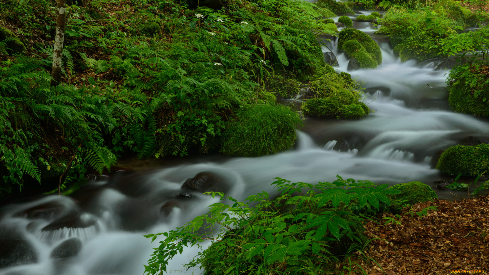 природа, реки, озера, лес, река, поток, вода, деревья