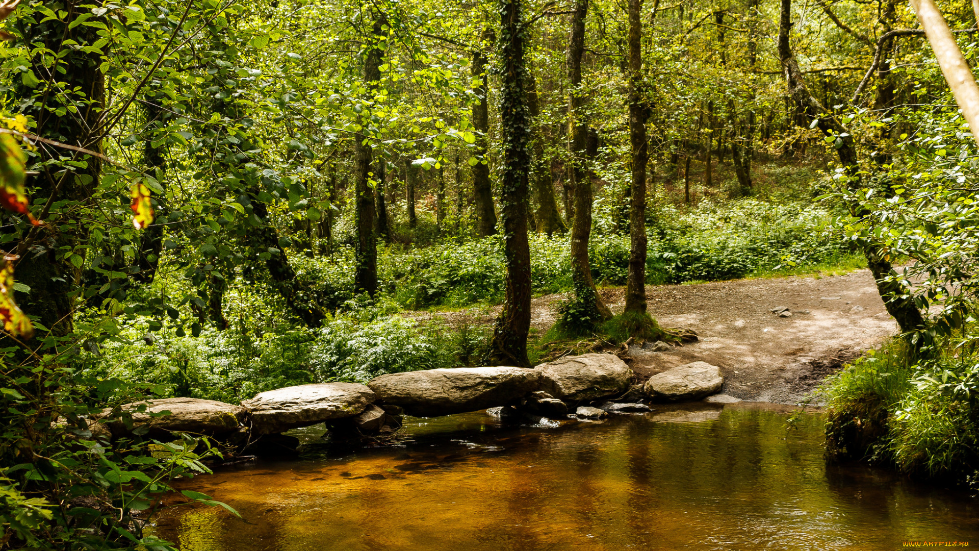 природа, реки, озера, река, лес