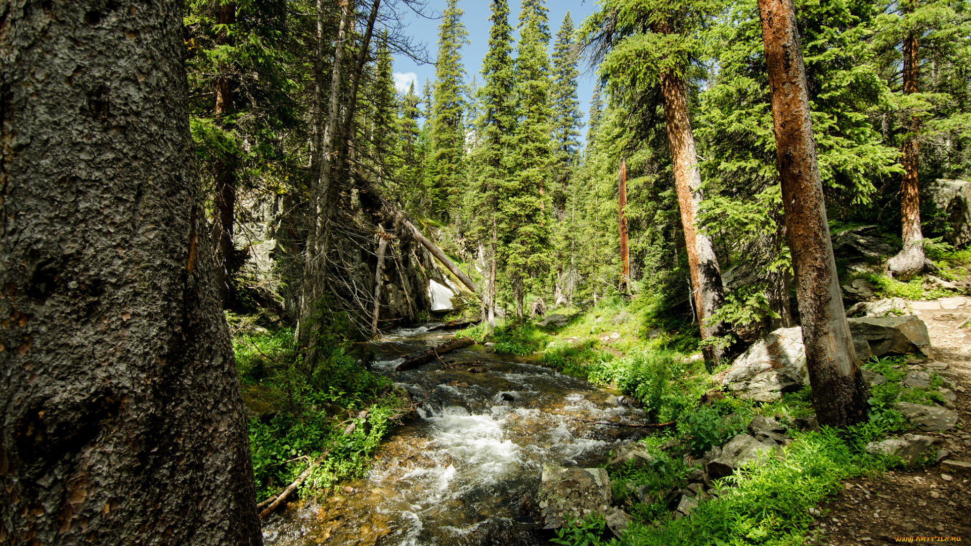 природа, реки, озера, река, лес