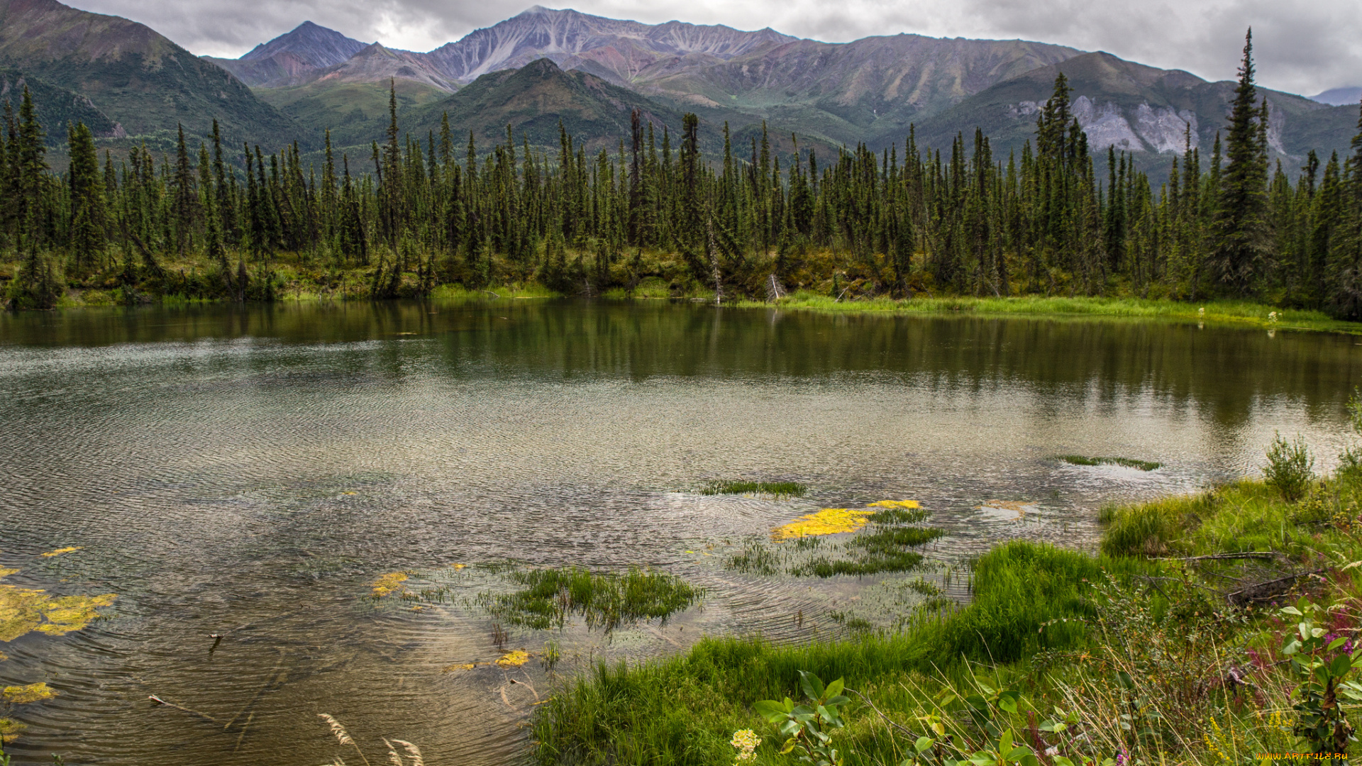 природа, реки, озера, река, лес