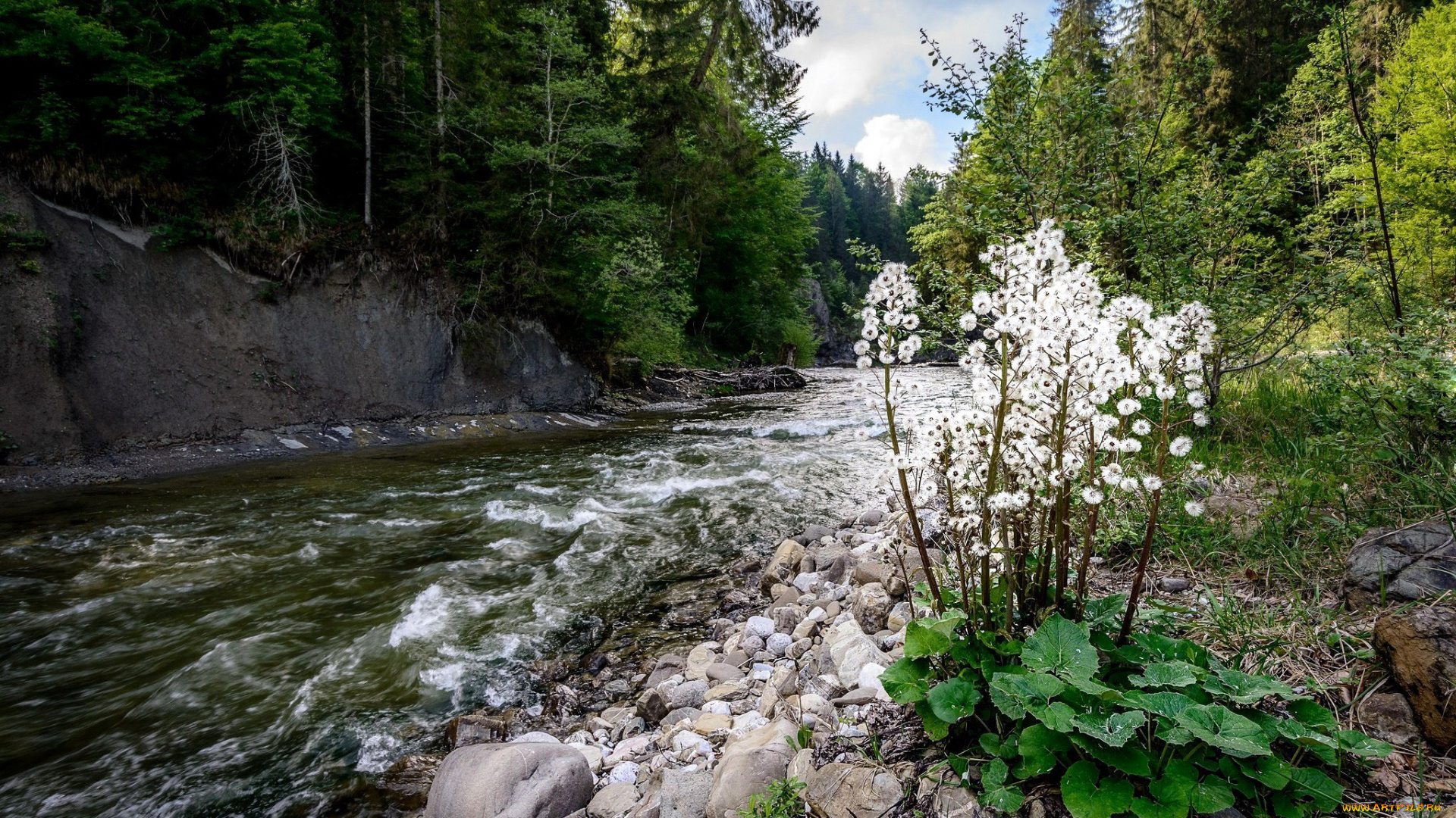 природа, реки, озера, вода, деревья, цветы, река