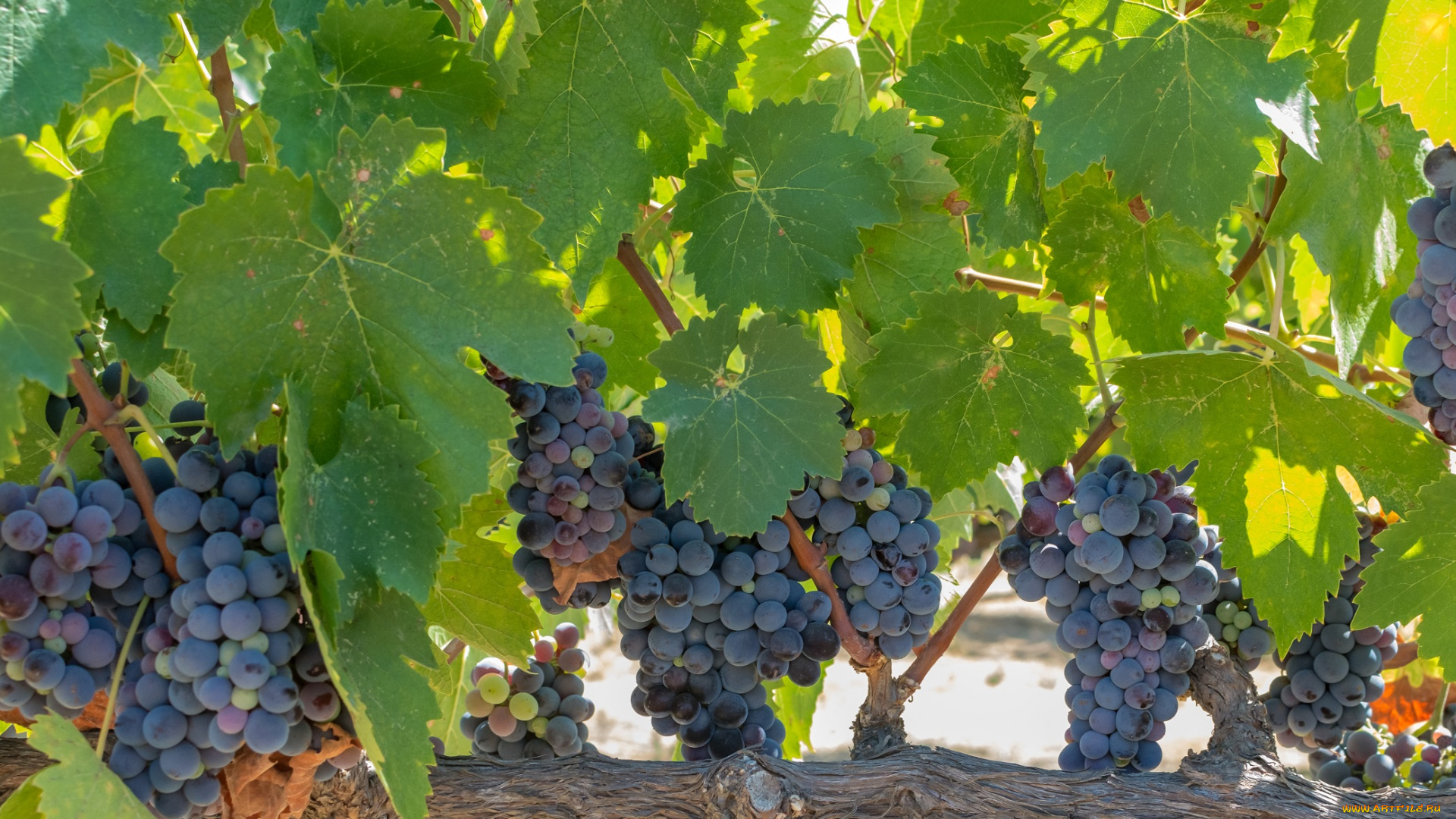 природа, Ягоды, , виноград, leaves, grapes, the, vineyard, виноград, грозди, листва, виноградник