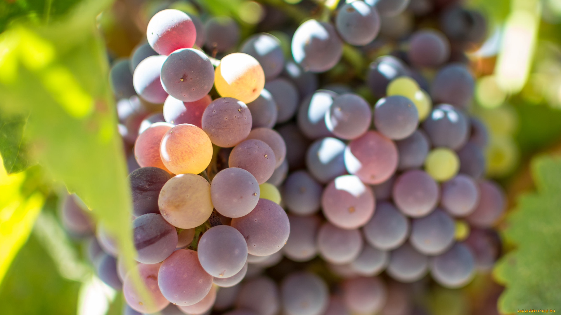природа, Ягоды, , виноград, спелый, кисть, виноград, листья