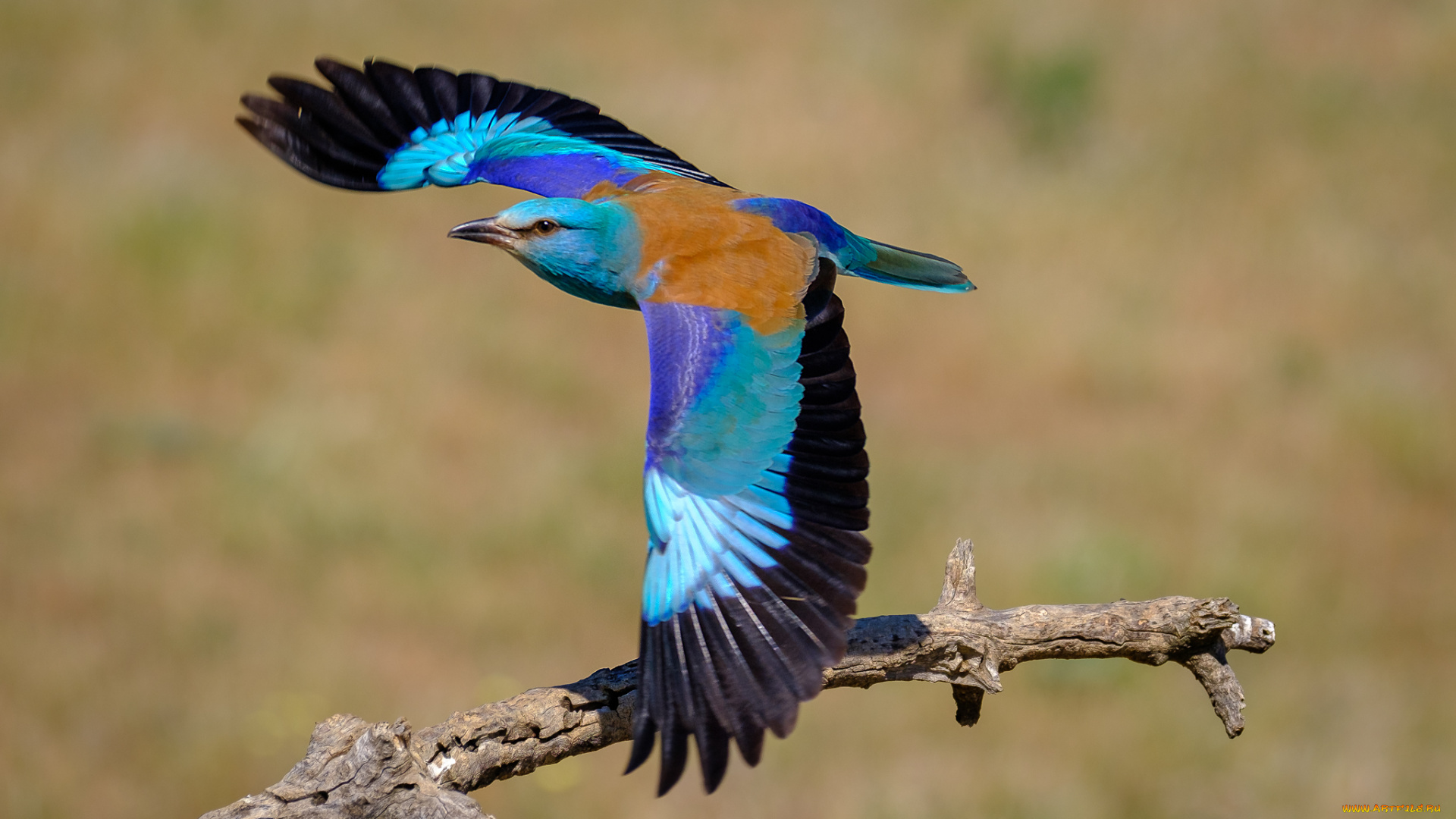 сизоворонки, , ракши, животные, окрас, птица, забавная, перья