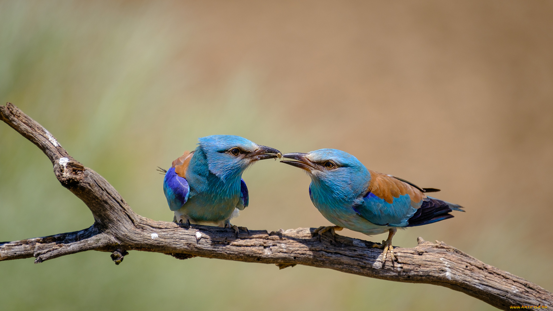 сизоворонки, , ракши, животные, птица, забавная, окрас, перья