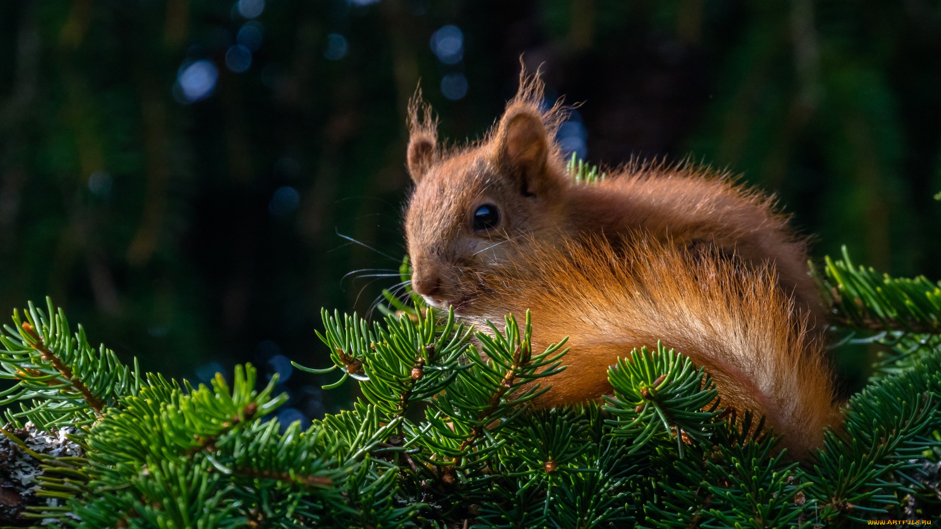 животные, белки, ель, белка, рыжая, грызун