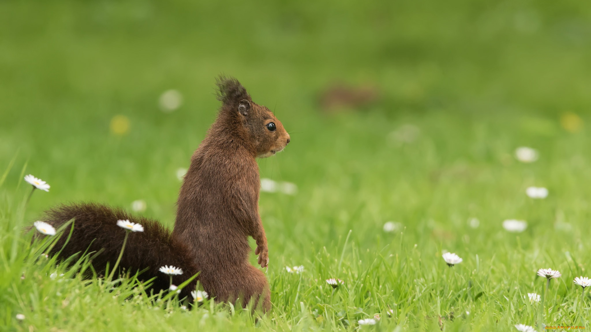 животные, белки, грызун, боке, стойка, трава, белка