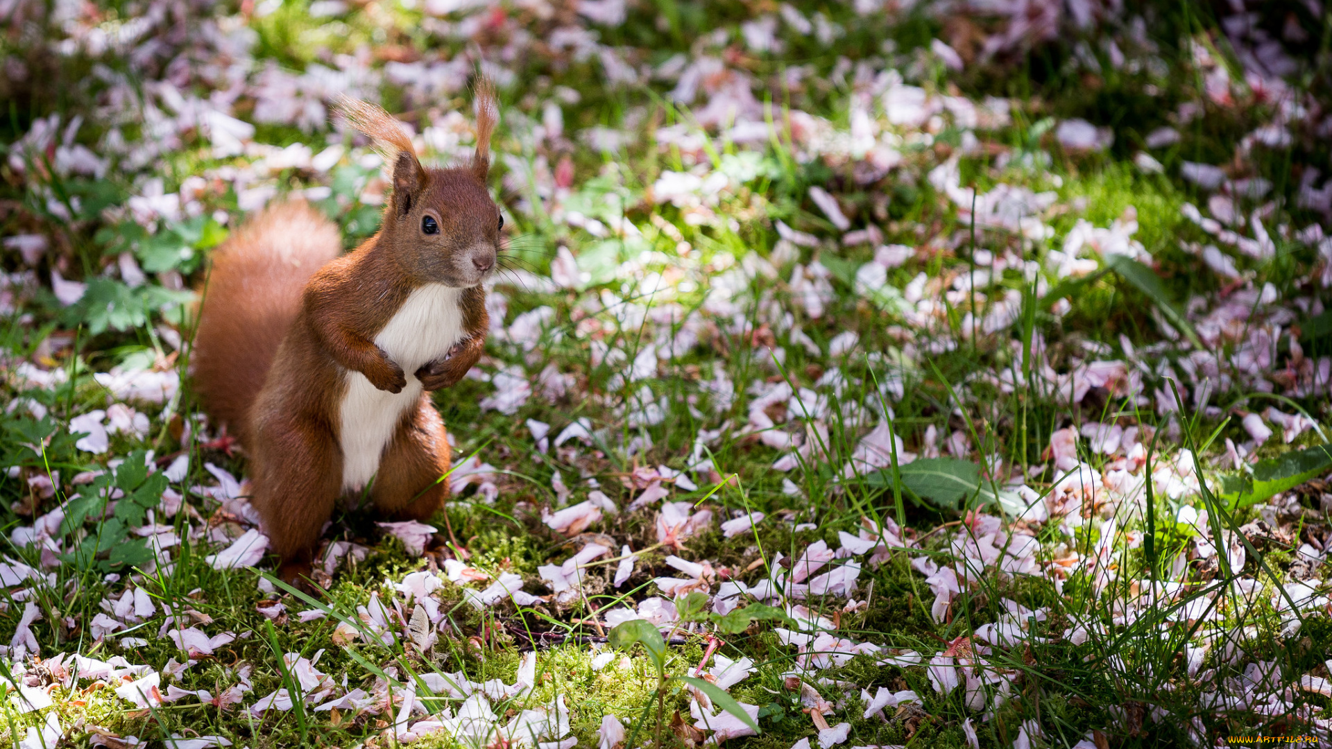 животные, белки, хвостик, милашка, лапки, ушка, белка