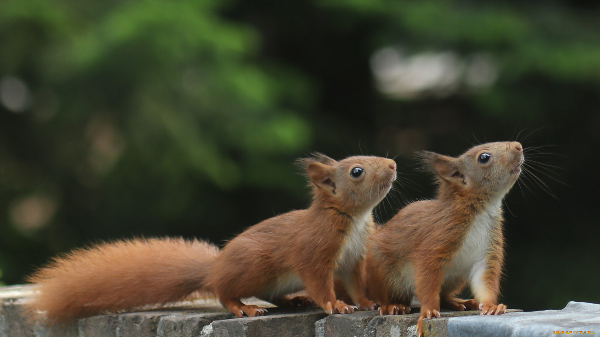 животные, белки, милашка, хвостик, белка, ушка, лапки