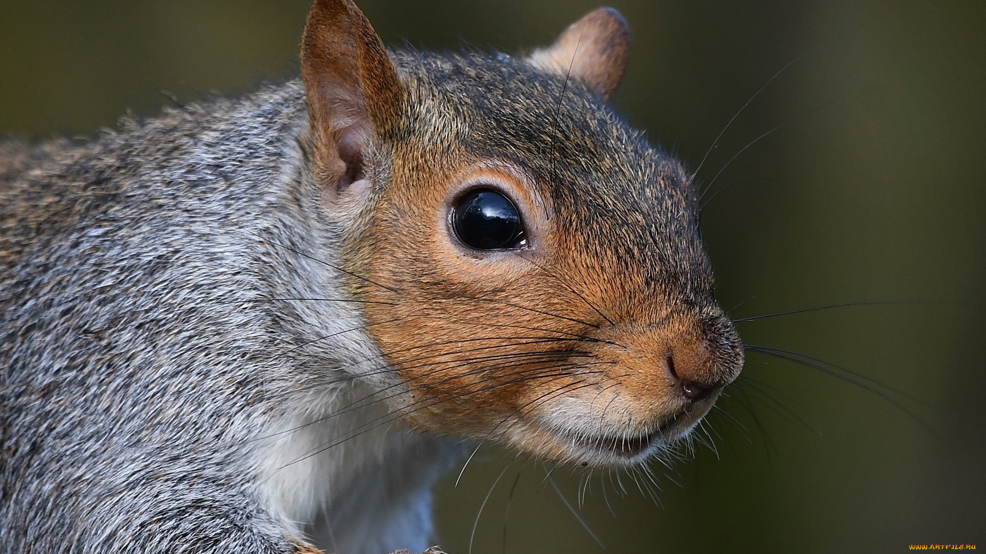 животные, белки, мордочка, белка, грызун