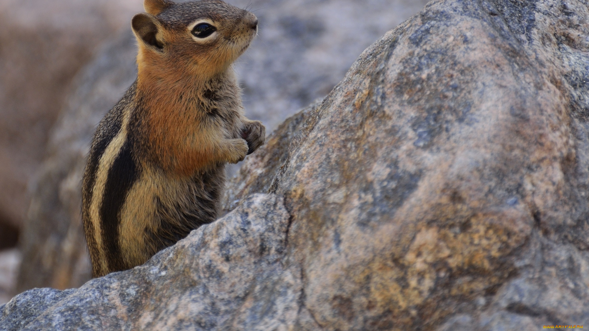 животные, бурундуки, грызун, стойка, боке, бурундук