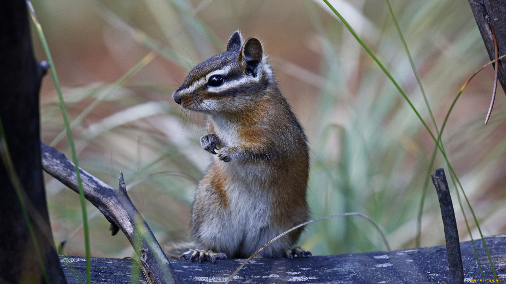животные, бурундуки, грызун, стойка, бурундук