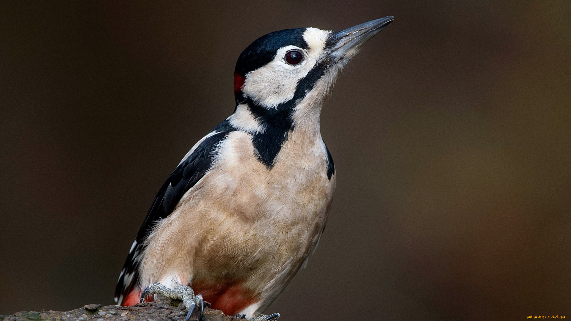 животные, дятлы, птицы, дятел, большой, пёстрый, dendrocopos, major