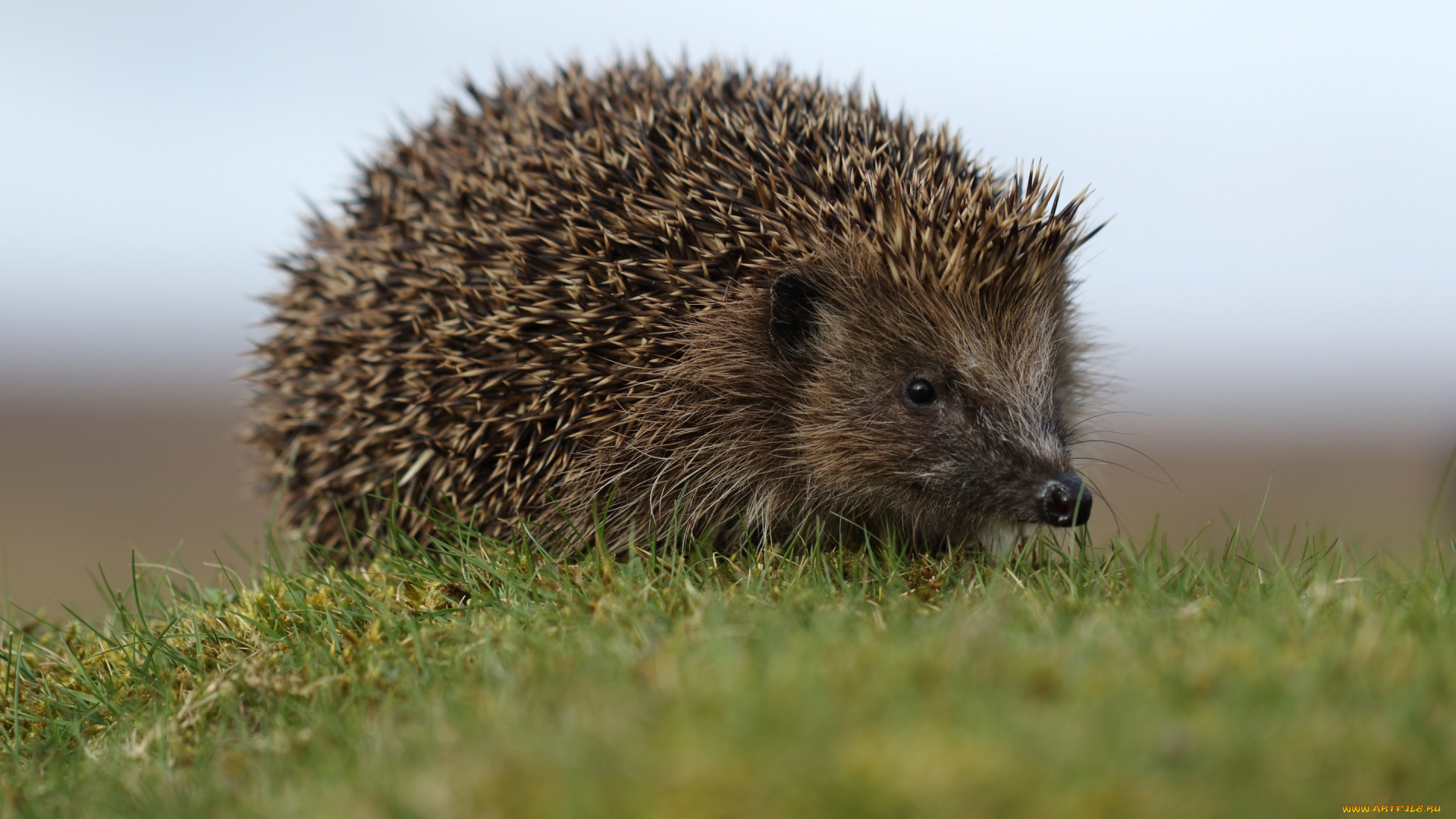 животные, ежи, ёжик, боке, колючки