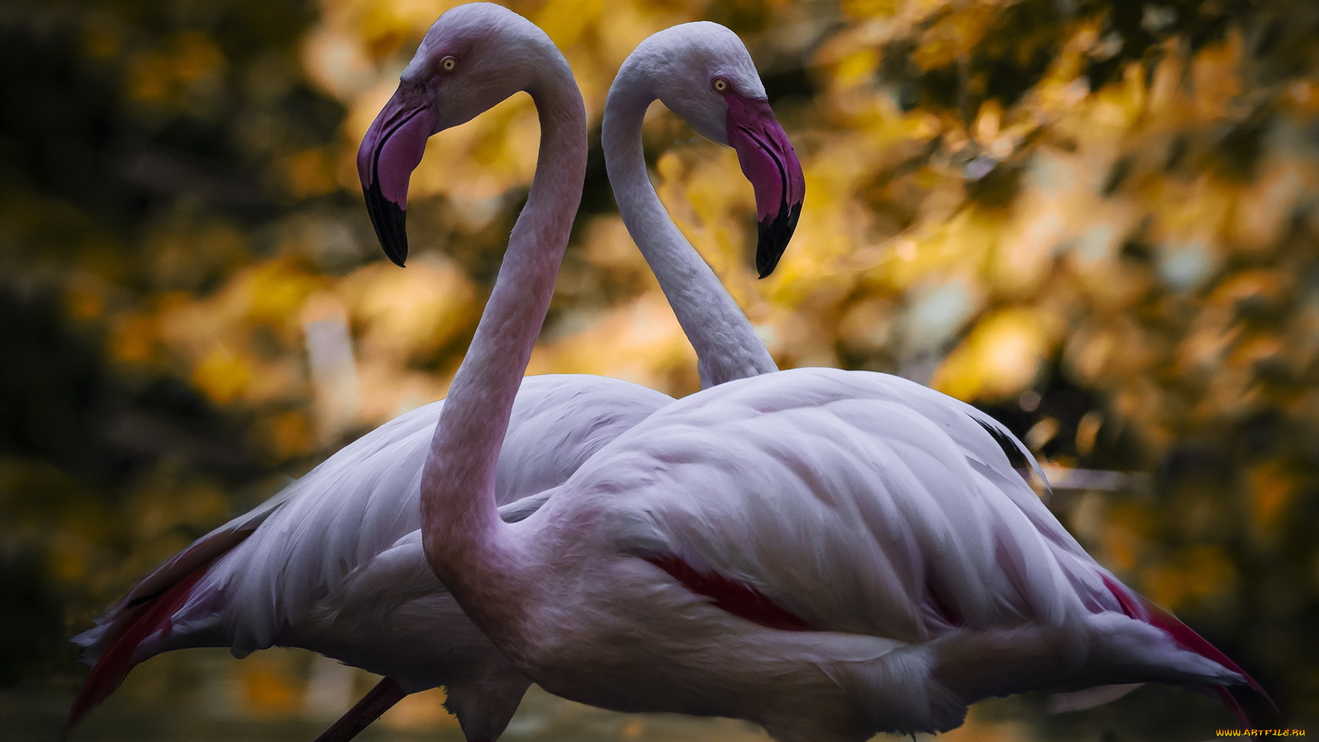 животные, фламинго