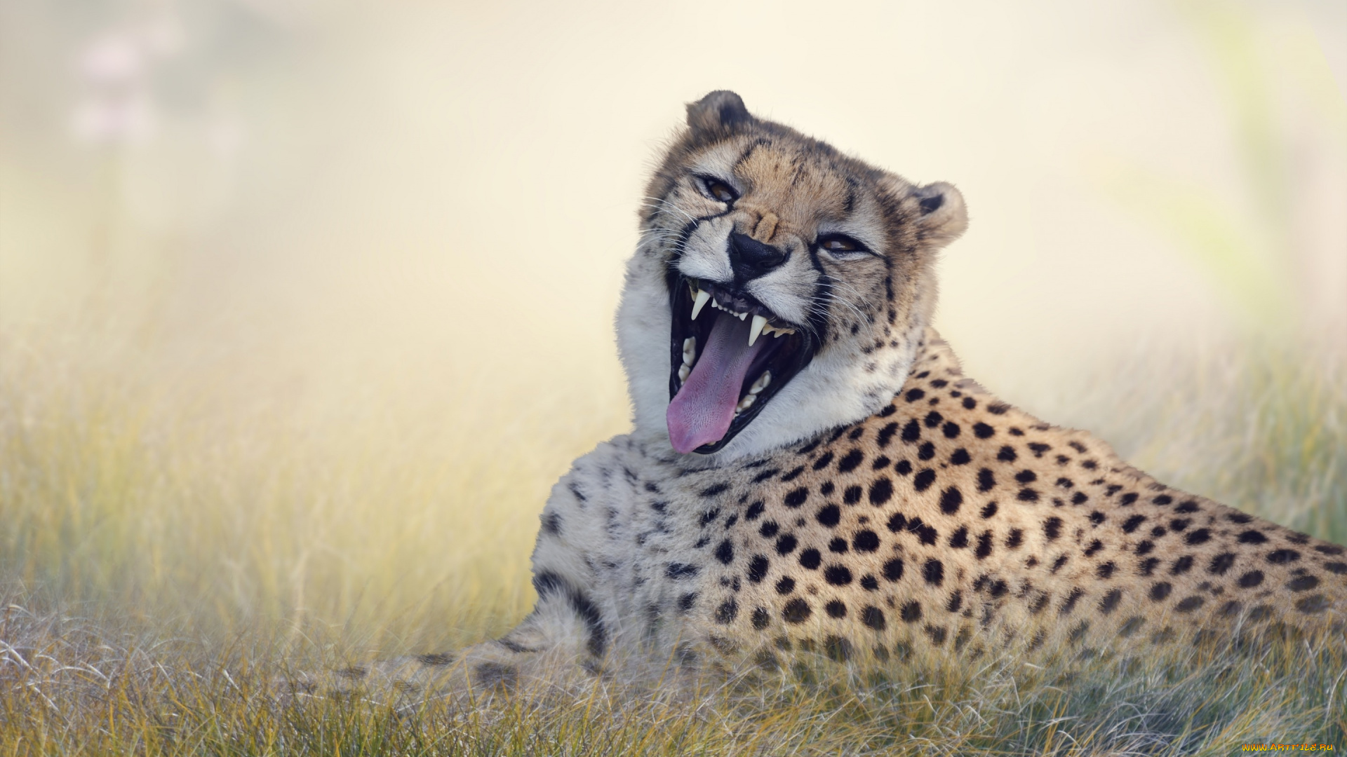 животные, гепарды, оскал, большая, кошка, гепард, морда, хищник