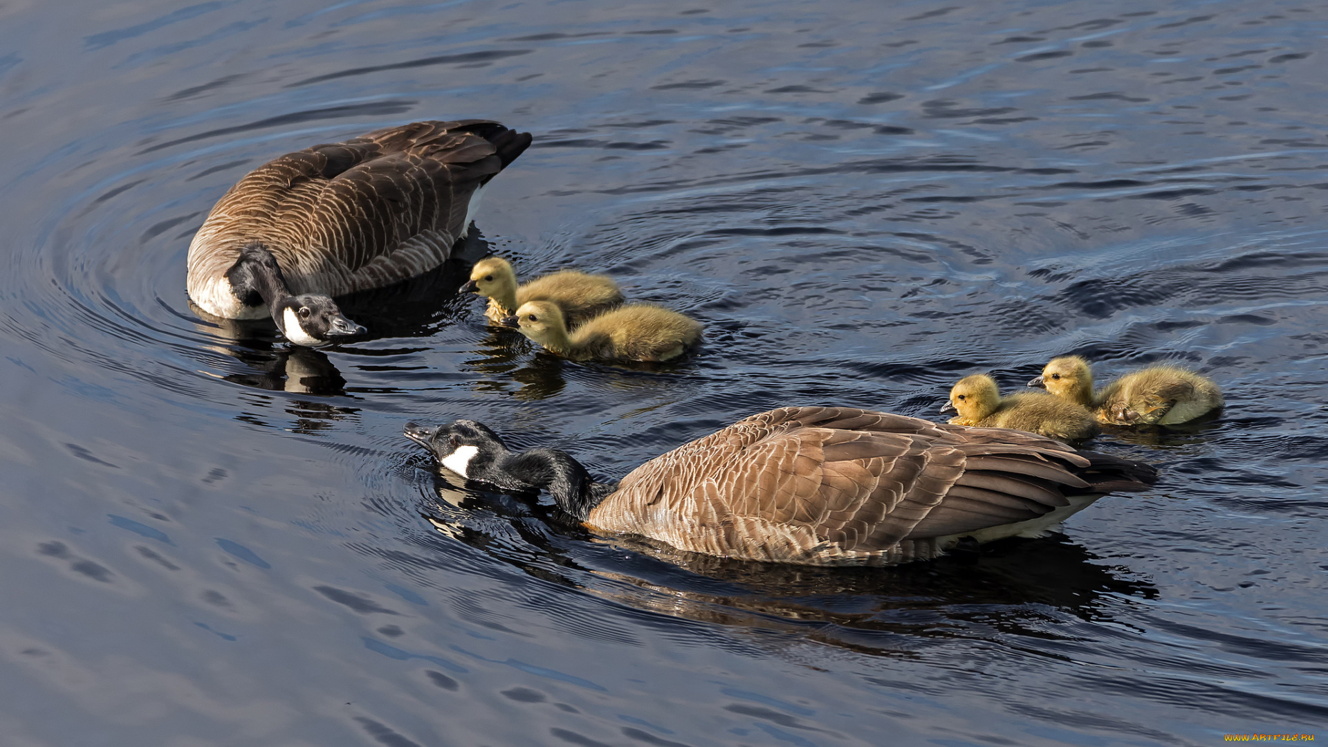 животные, гуси, дикие, вода, пара, дети
