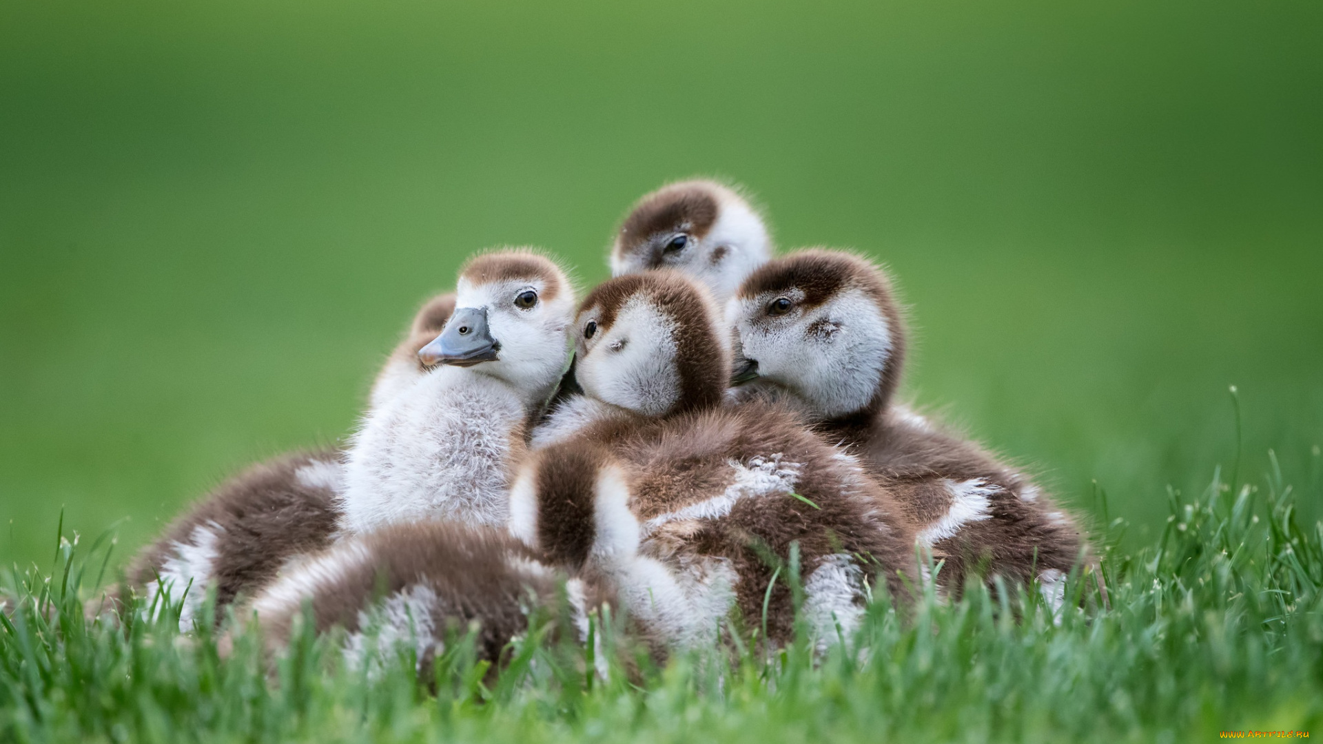 животные, гуси, семейка, птенцы, трава