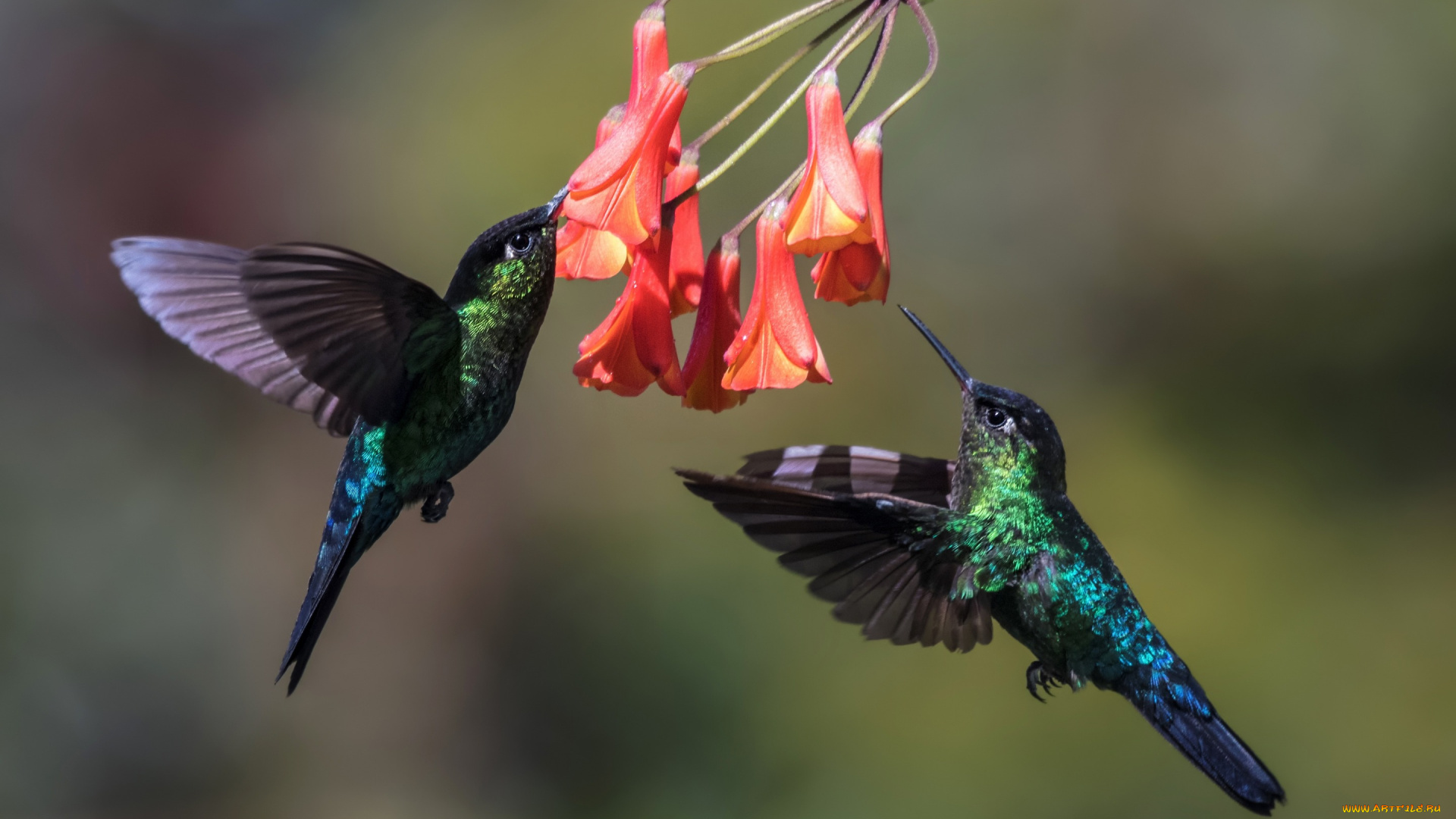 животные, колибри, в, полёте, пара, птицы