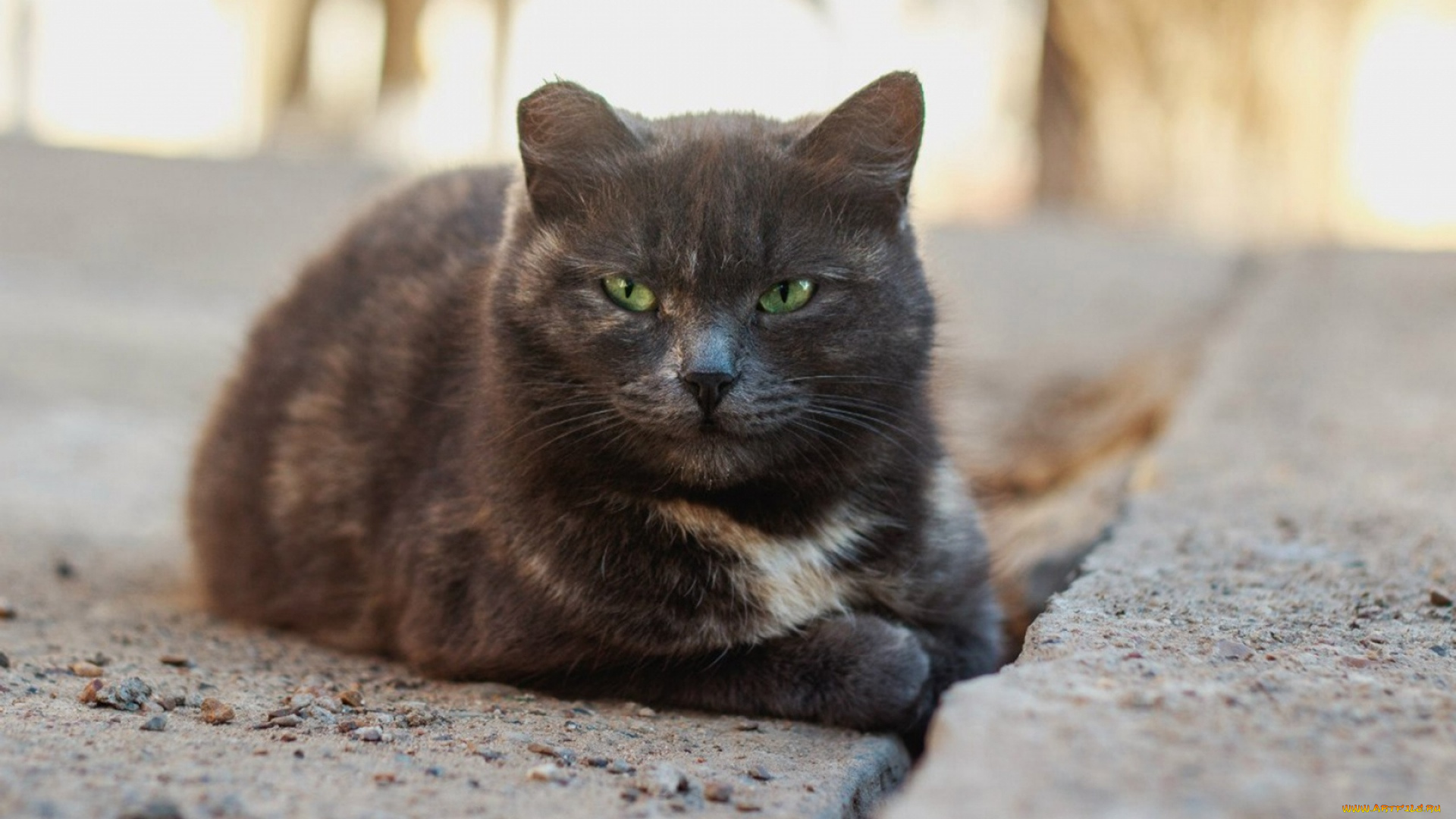 животные, коты, бетон