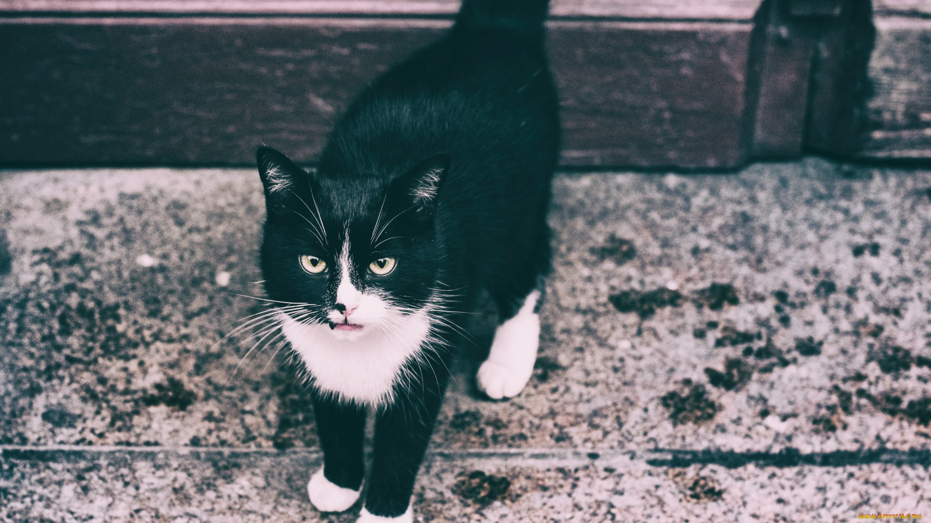 животные, коты, черно-белое, фото