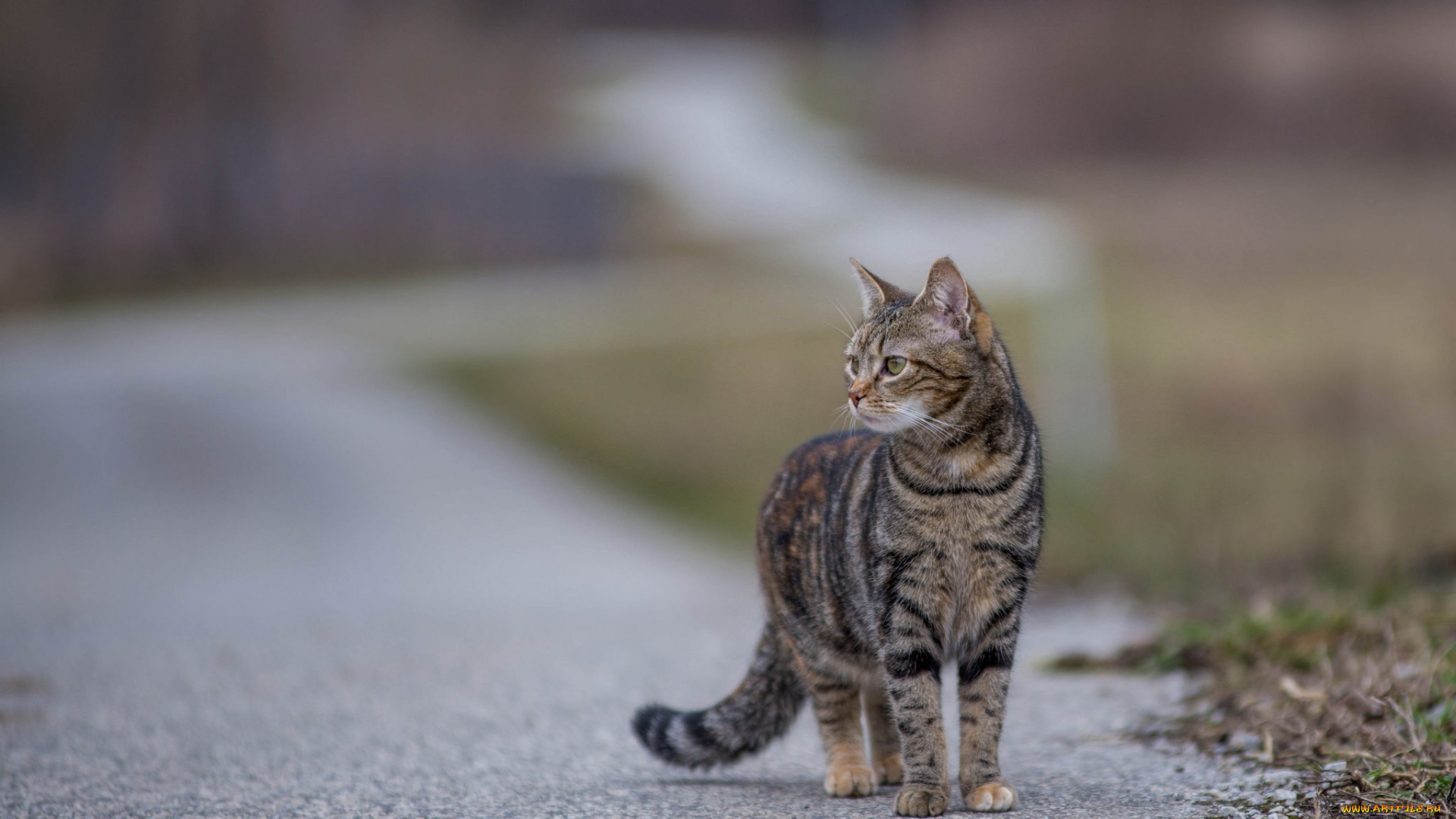 животные, коты, дорога