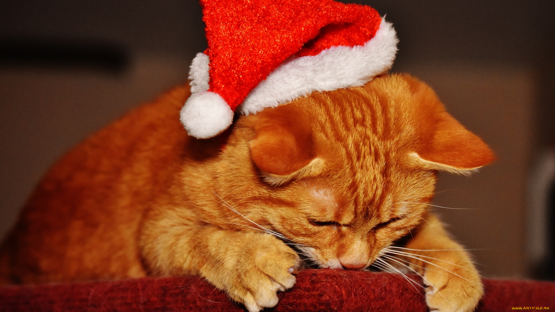 животные, коты, колпак