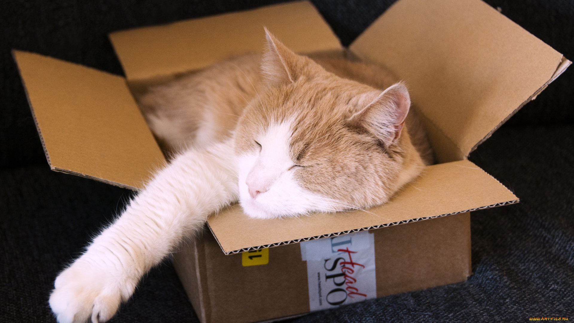 животные, коты, коробка