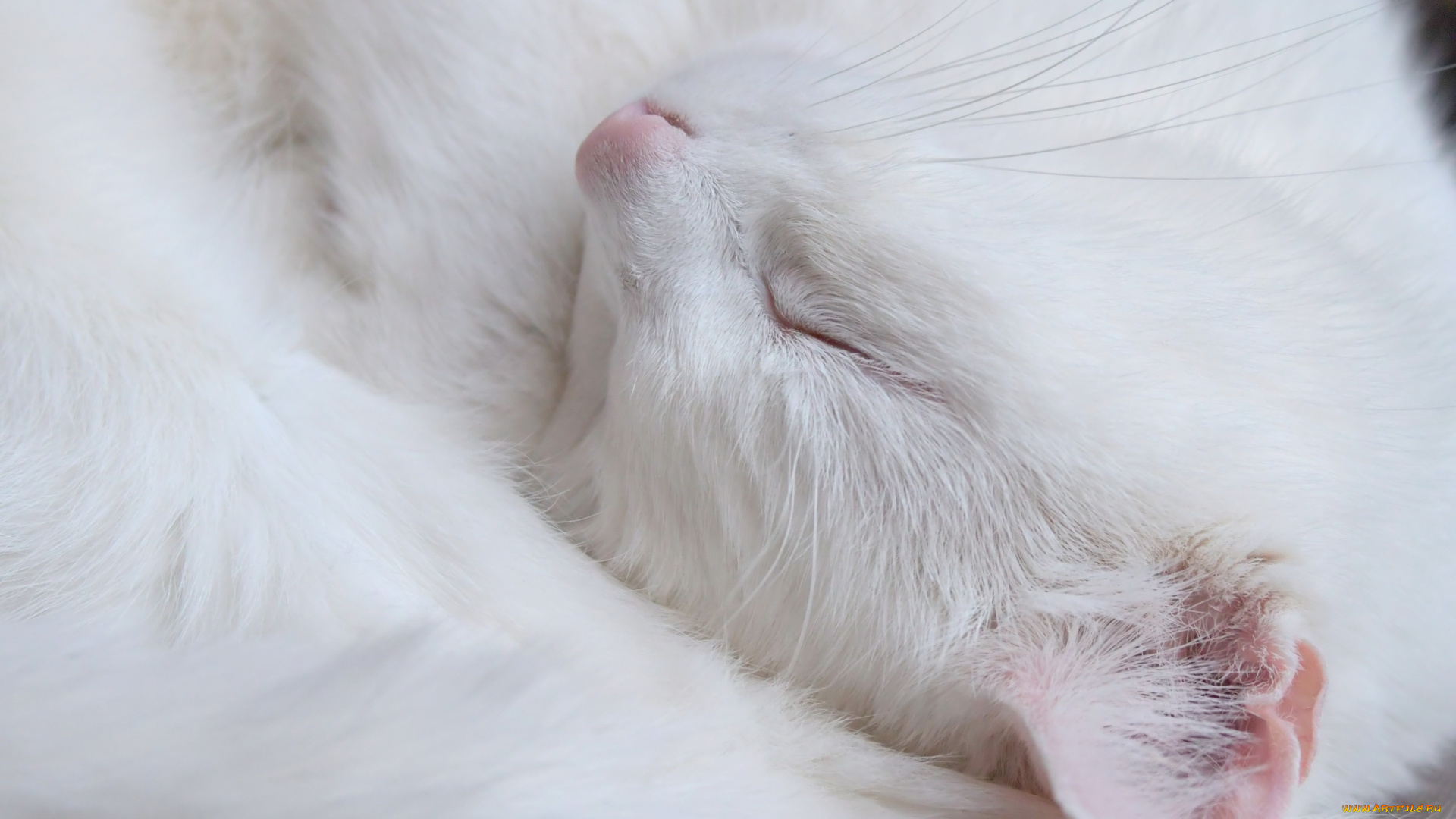 животные, коты, кошка, макро, фон