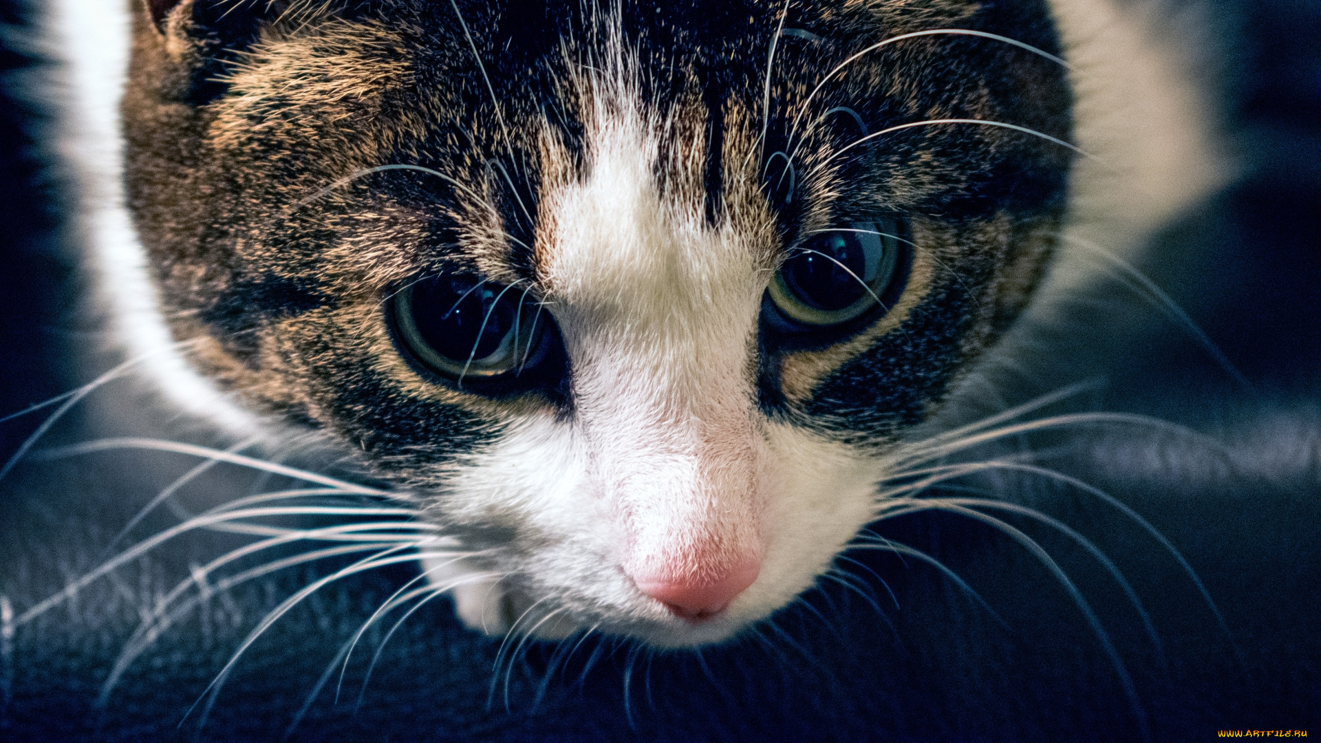 животные, коты, морда
