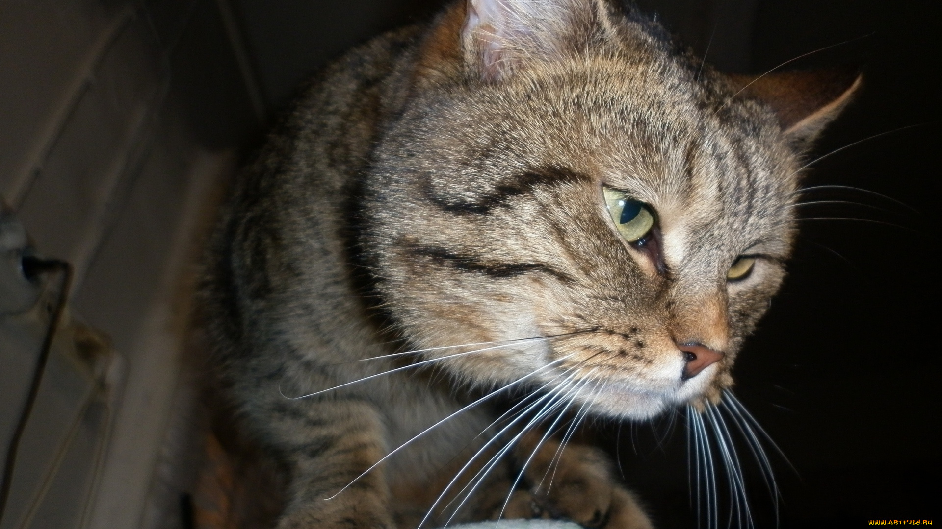 животные, коты, морда