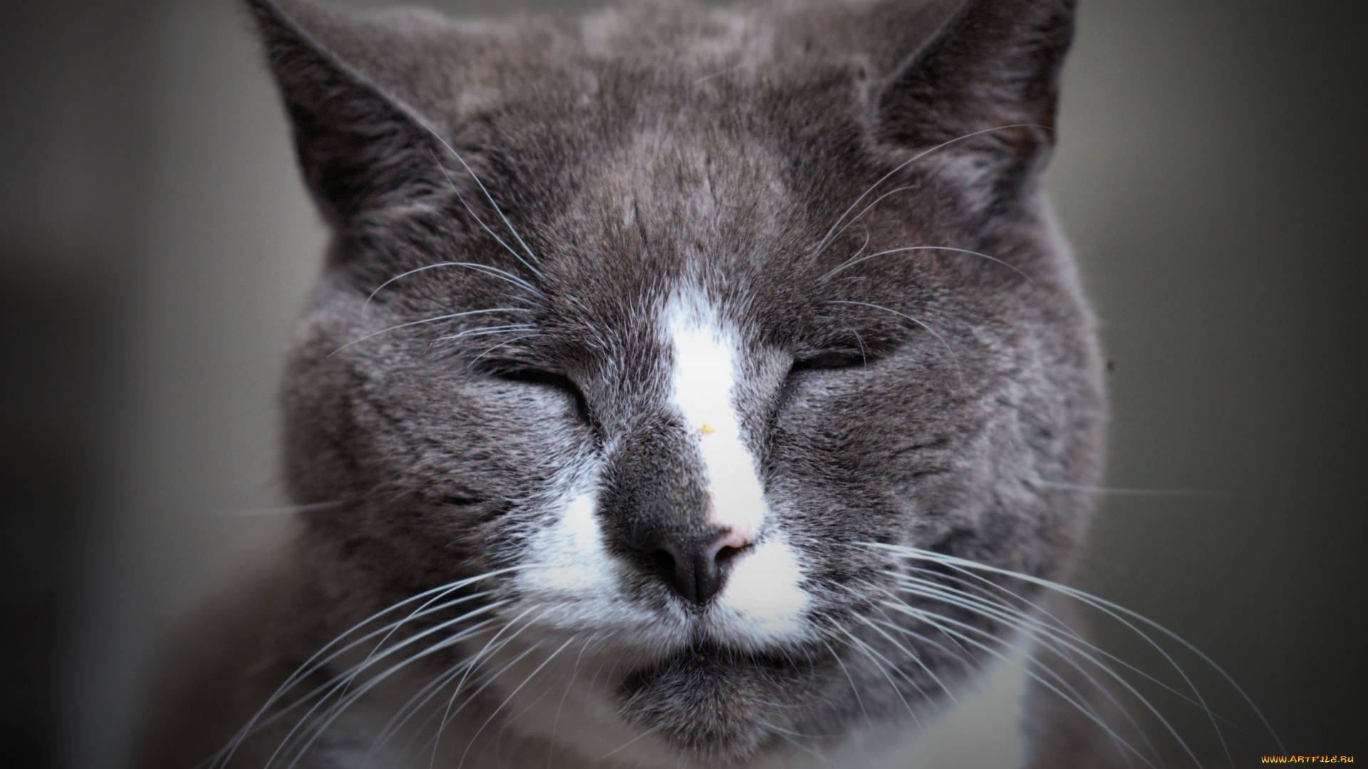 животные, коты, морда