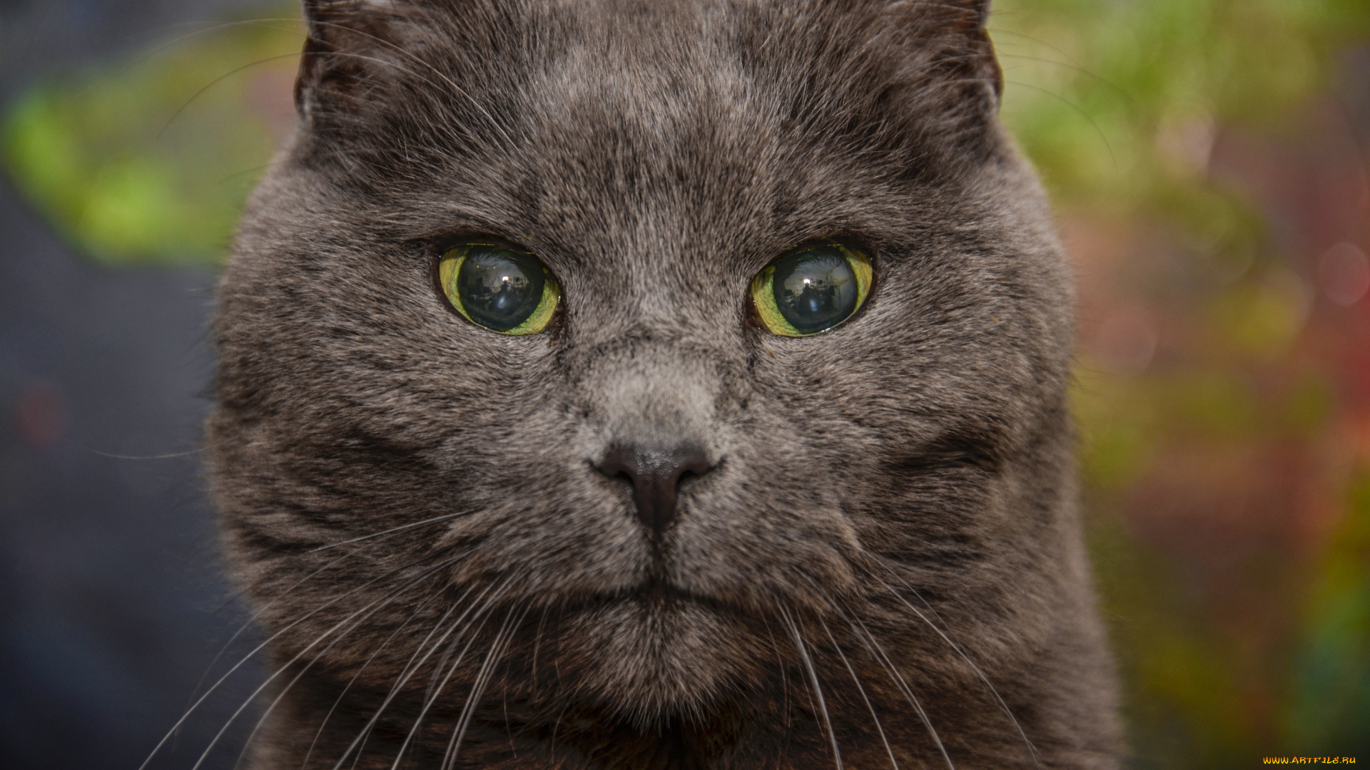 животные, коты, морда