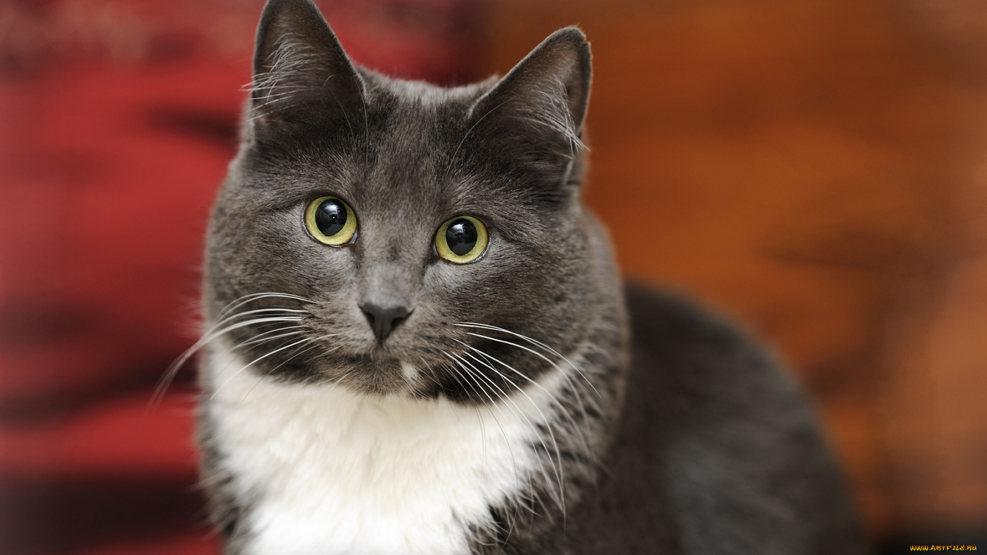 животные, коты, морда