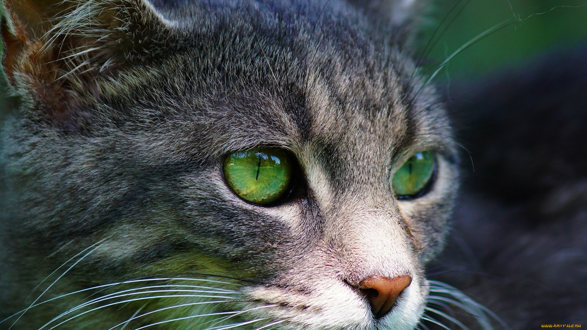 животные, коты, морда