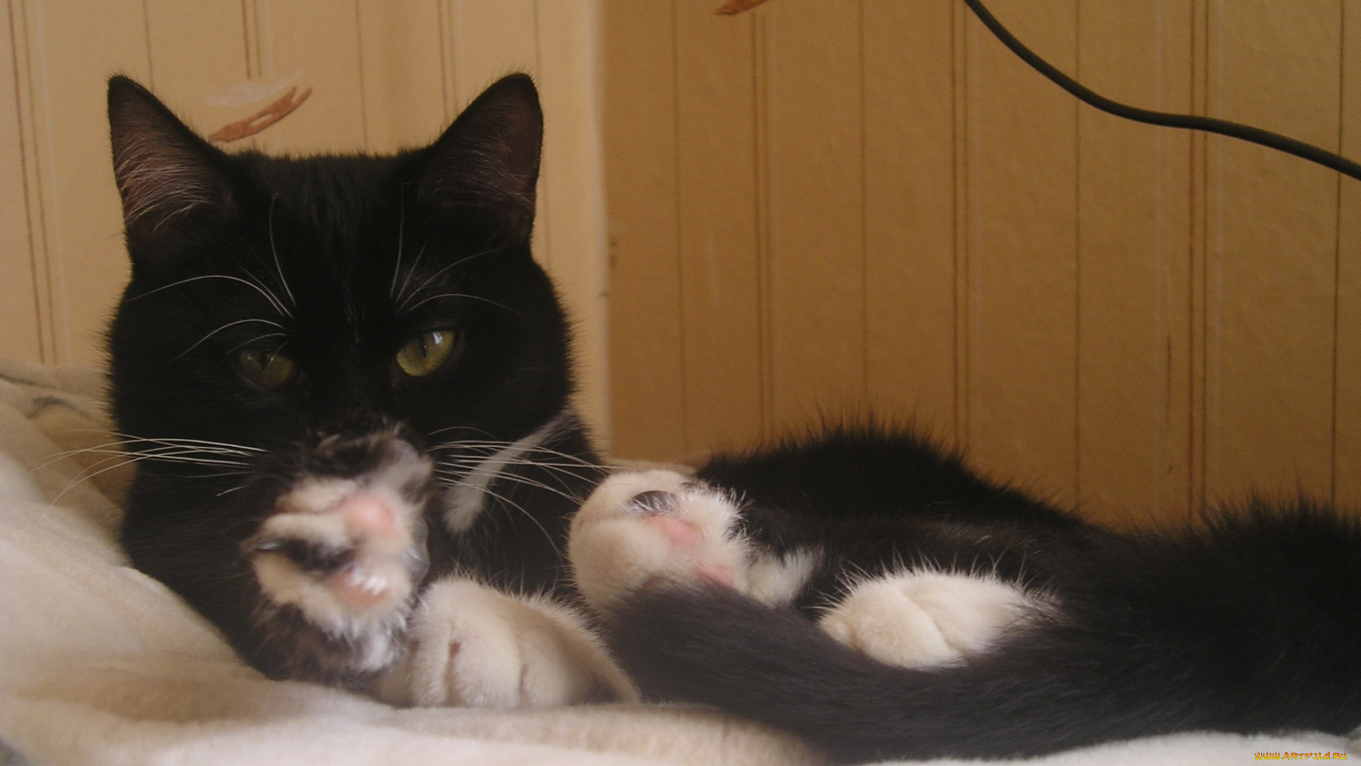 животные, коты, отдых