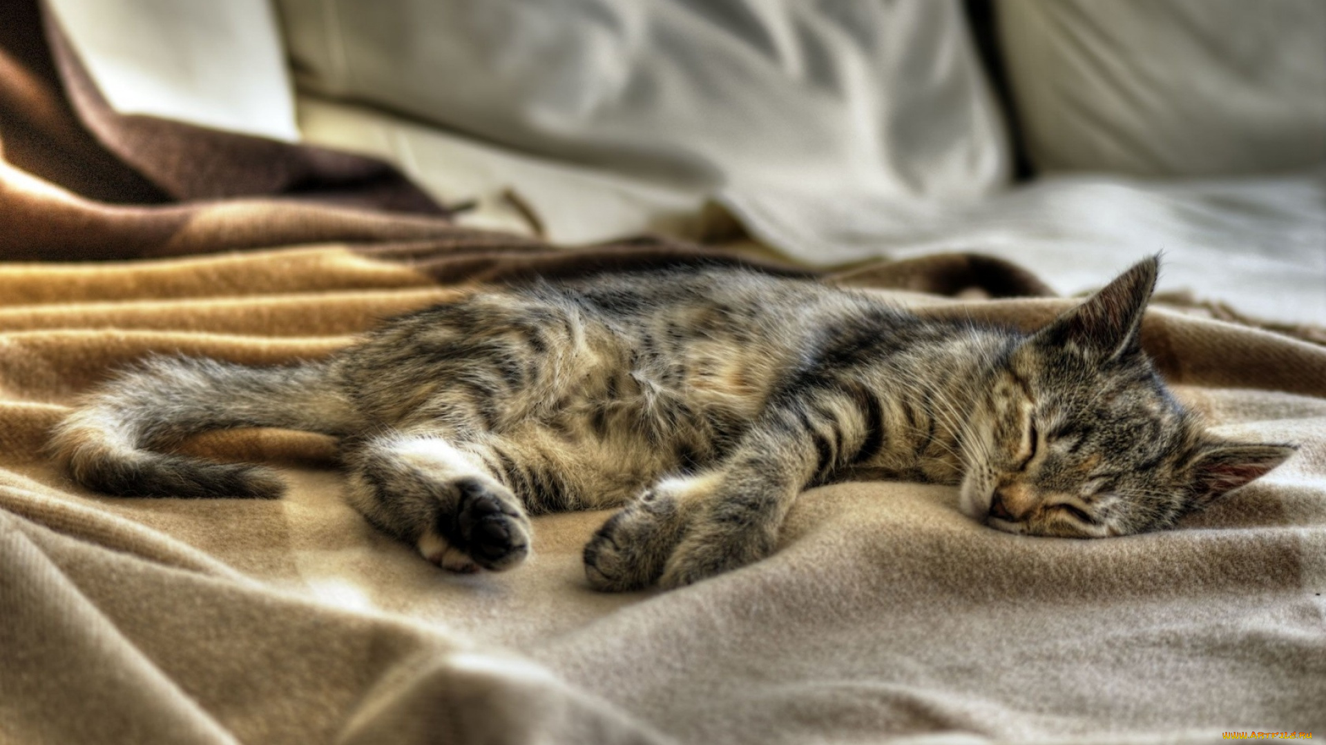 животные, коты, отдых