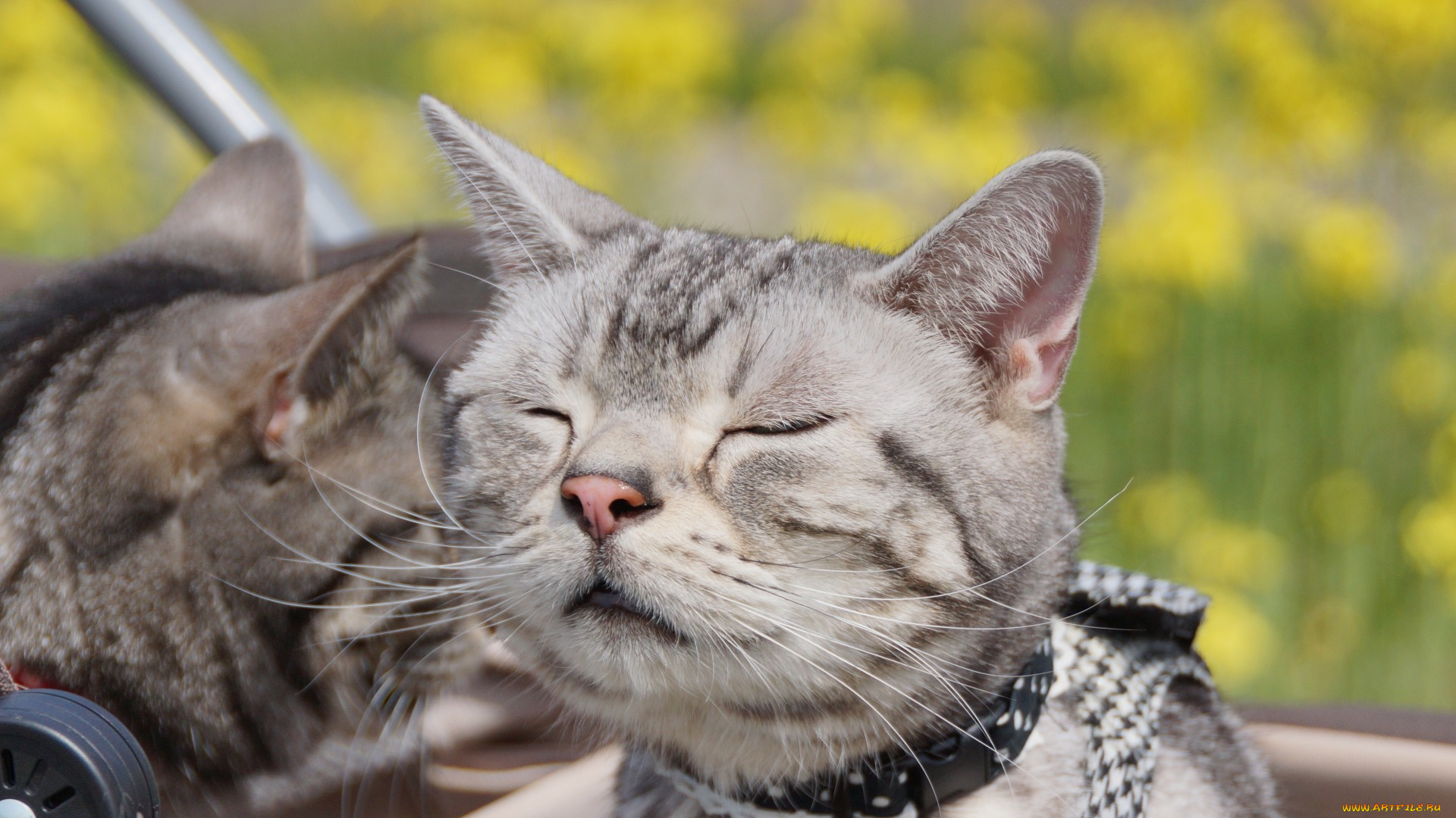 животные, коты, отдых, двое