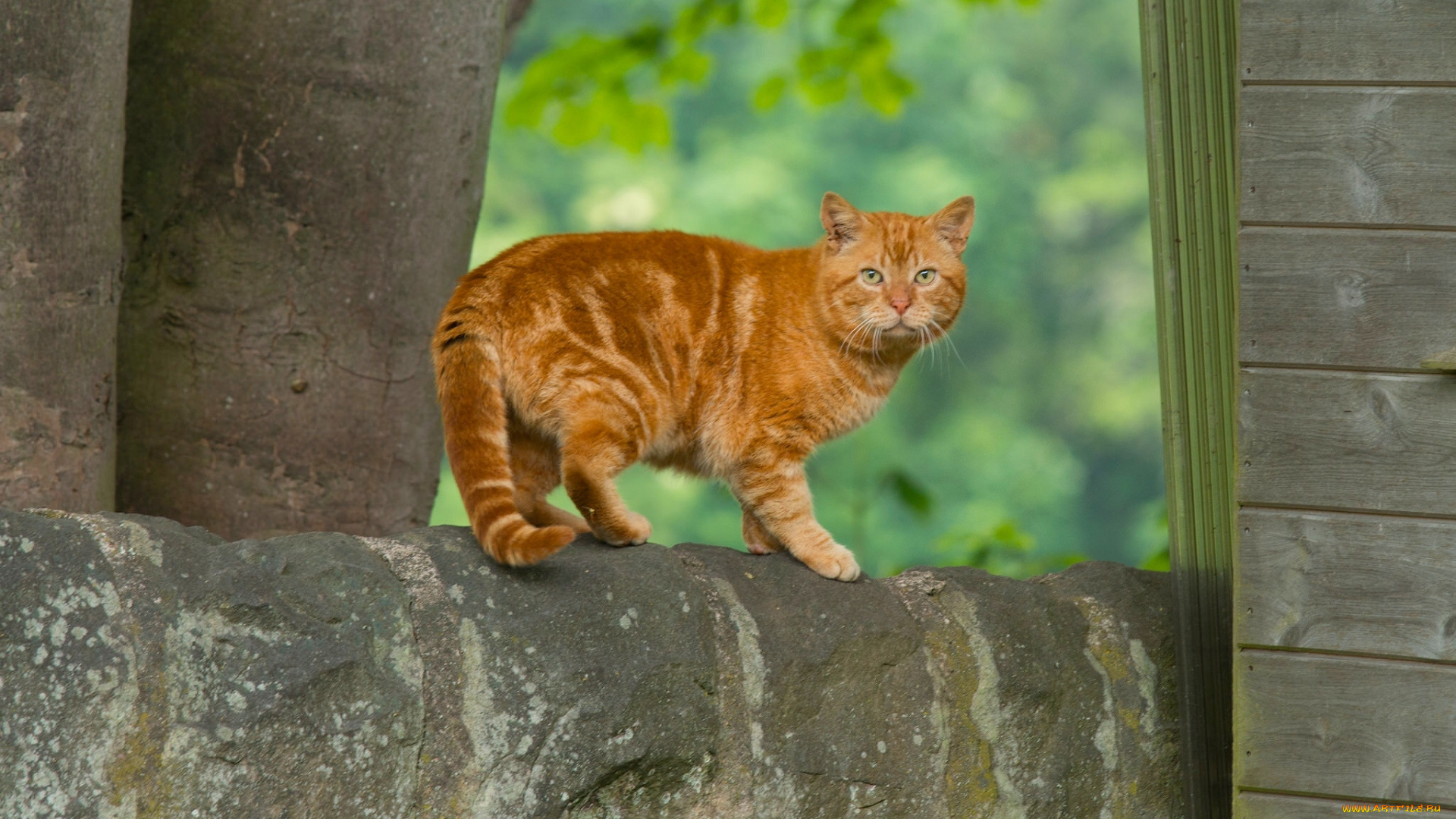 животные, коты, рыжий, цвет