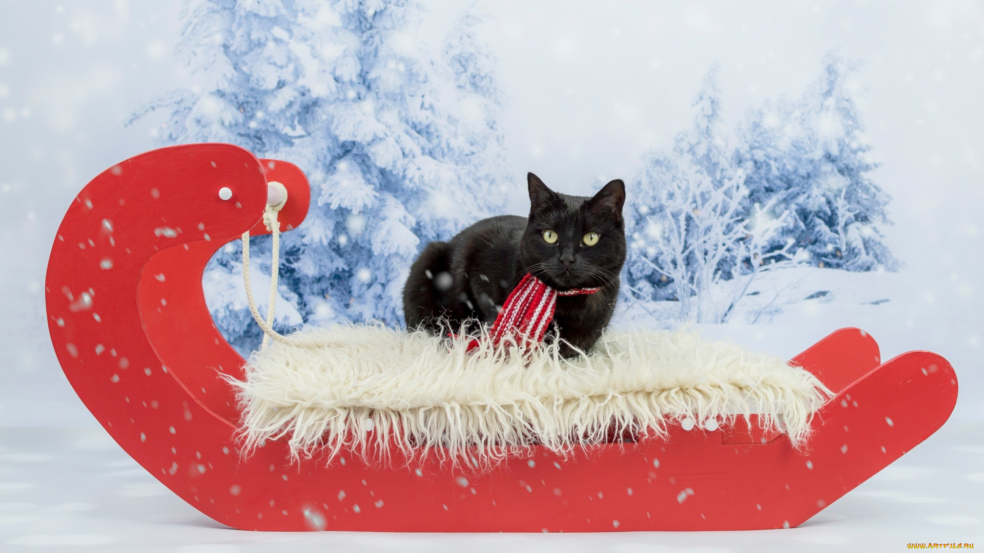 животные, коты, сани