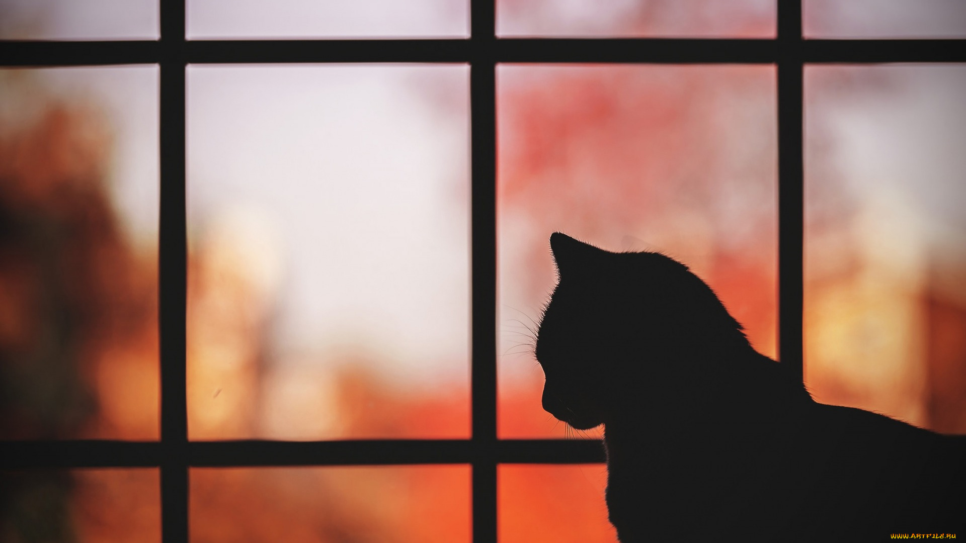 животные, коты, силуэт, решетка