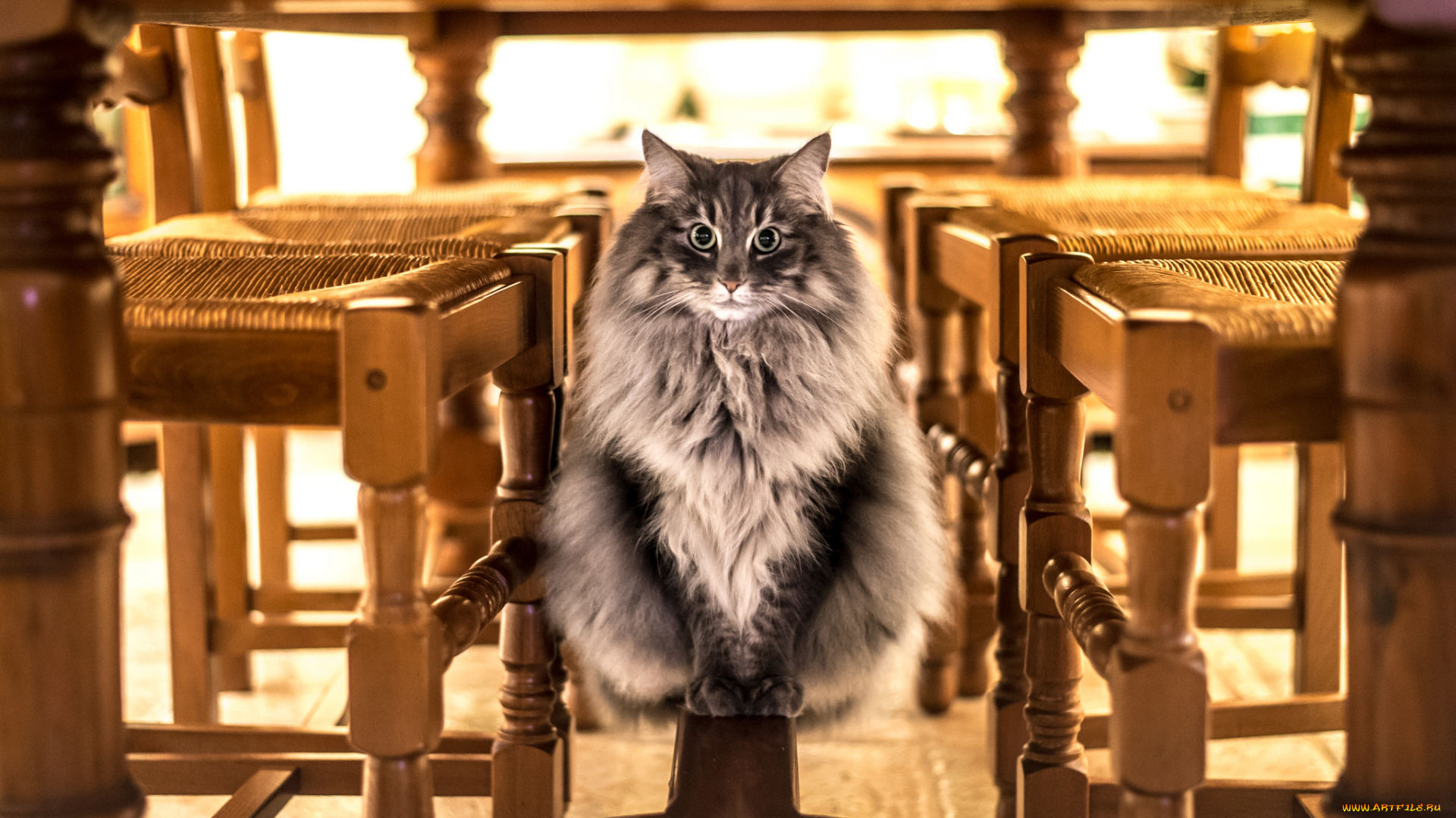 животные, коты, стулья