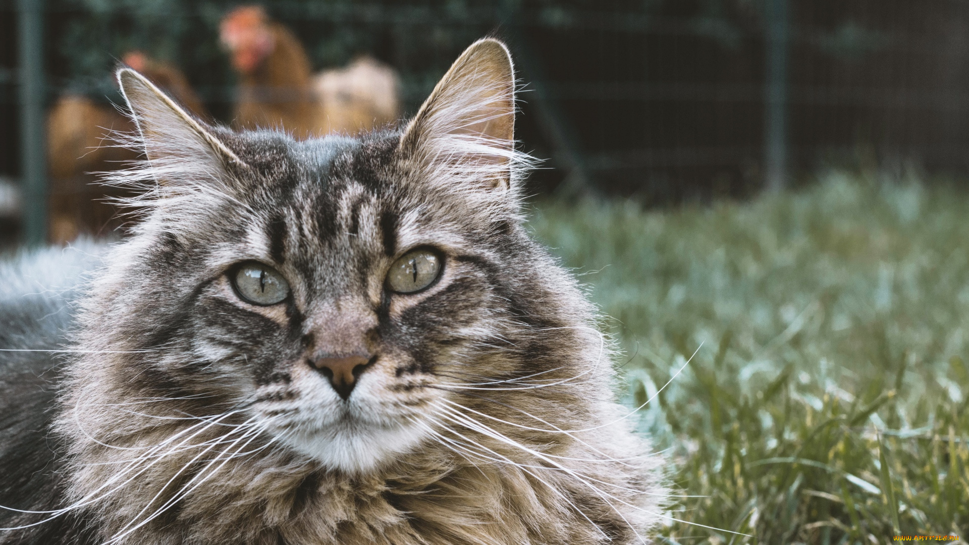 животные, коты, трава