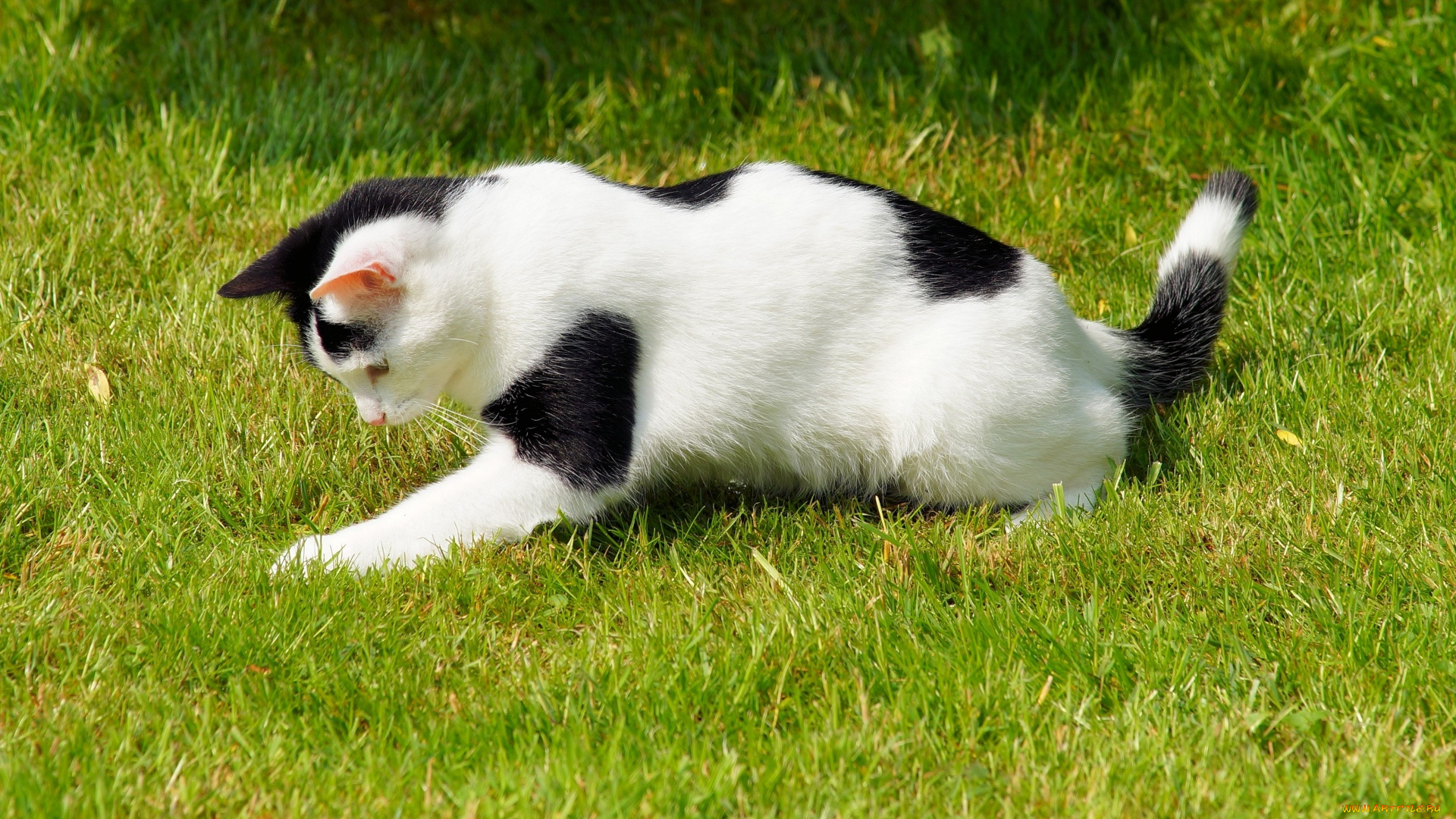 животные, коты, трава